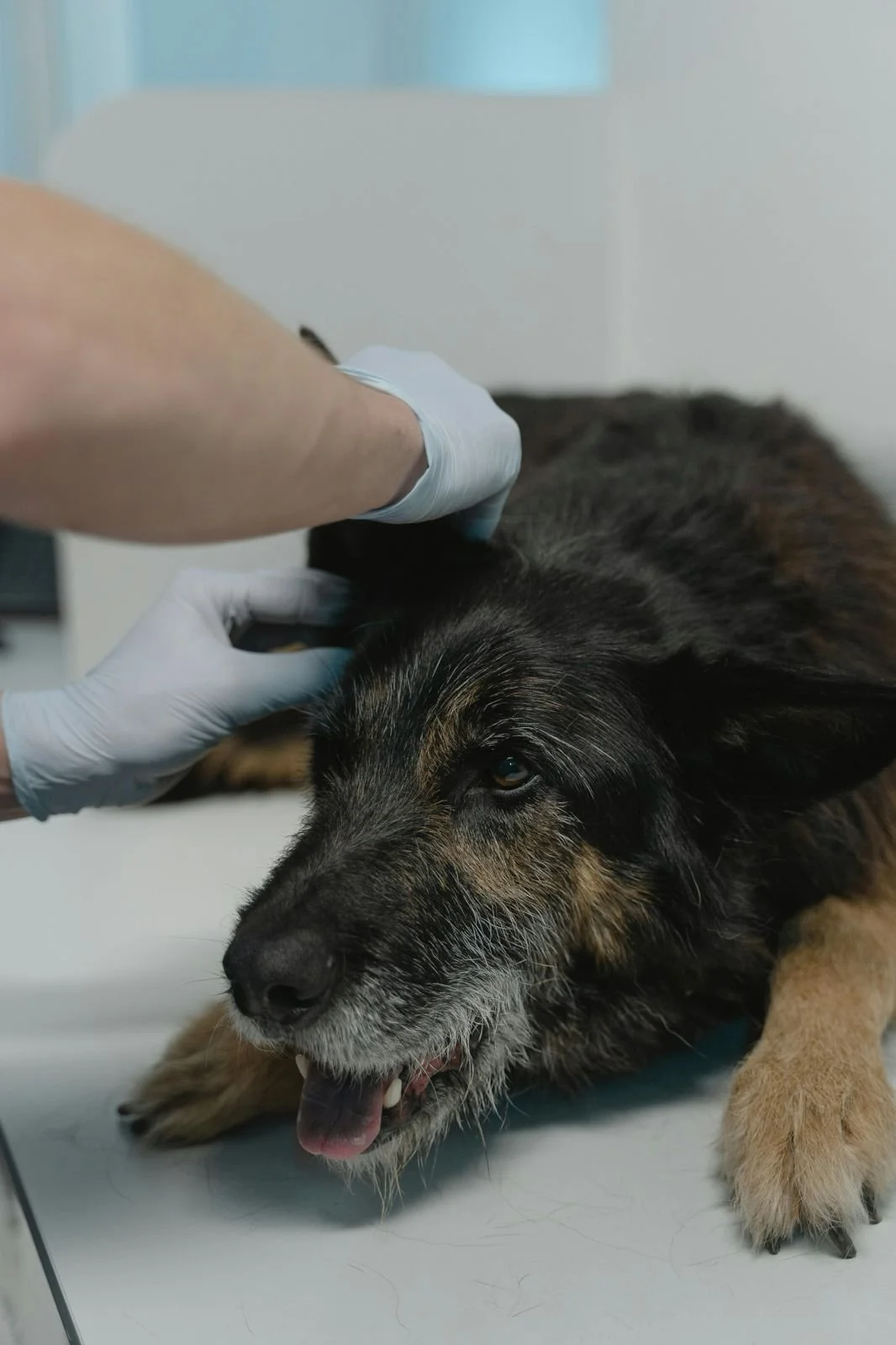 Osteoartrita la câinii bătrâni: cum o recunoști și ce poți face