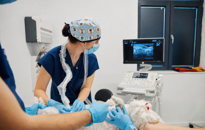 Animalul a înghițit un obiect? Cum ajută imagistica veterinară la diagnostic și tratament
