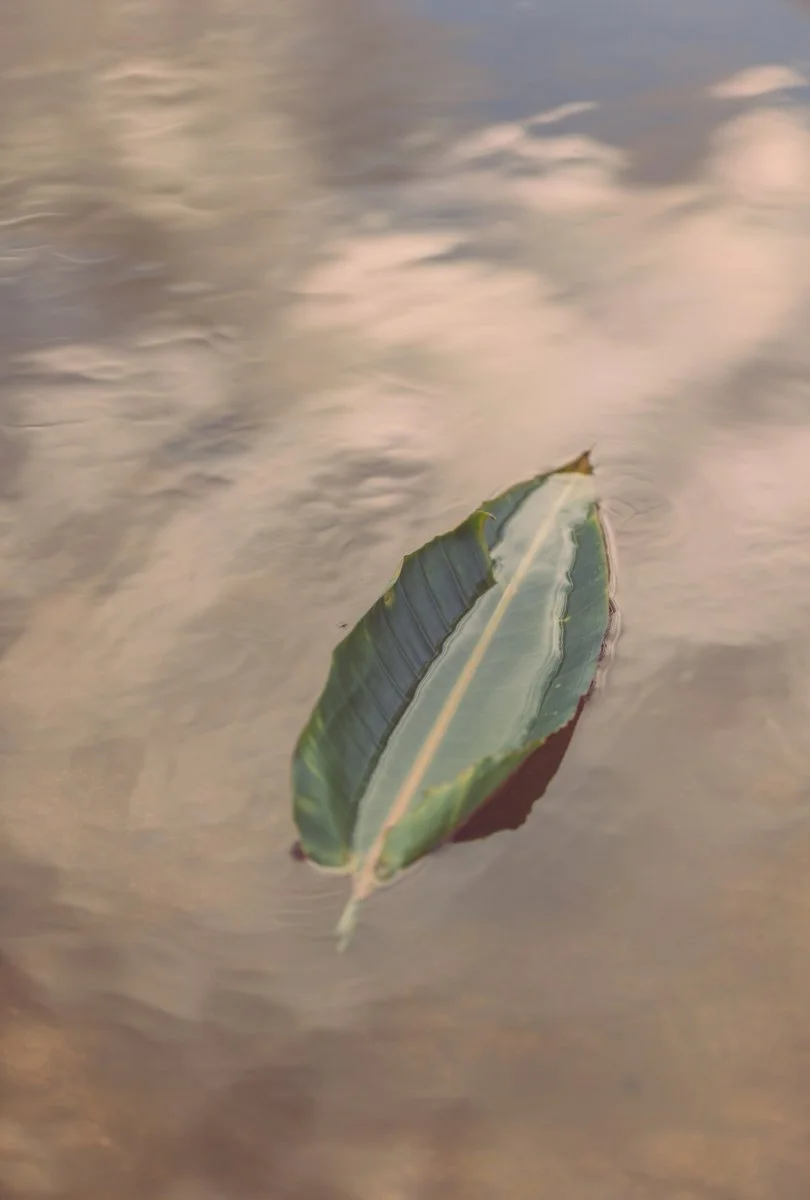 Frauen Retreat in Portugal am Meer mit Fokus auf Sinnlichkeit, Weiblichkeit und Körperarbeit. Kleine Gruppe von Frauen erlebt Verkörperung, Lebendigkeit und innere Strahlkraft in natürlicher Umgebung an der Küste. Blatt auf Wasser