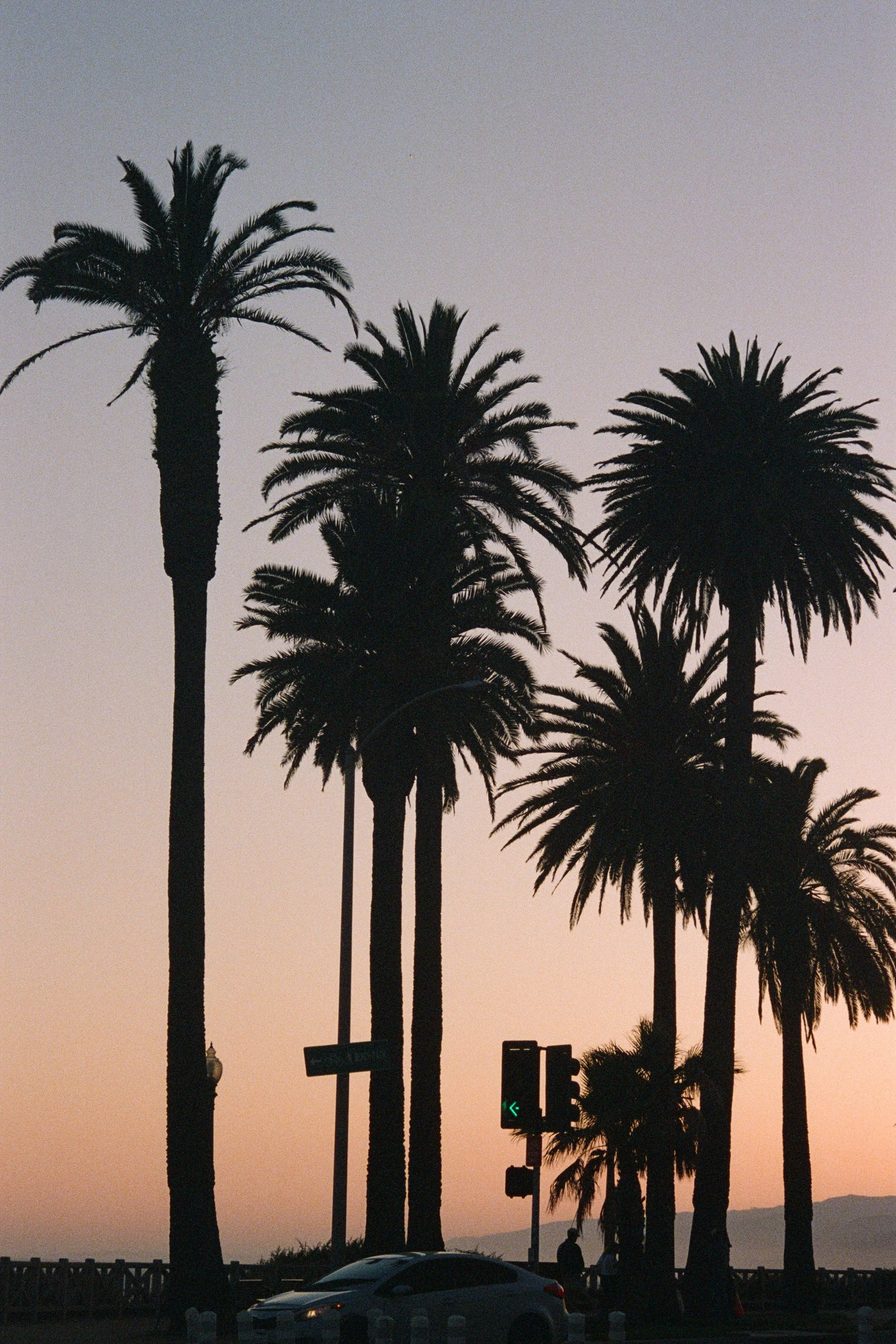 Palm trees, Venice Beach.