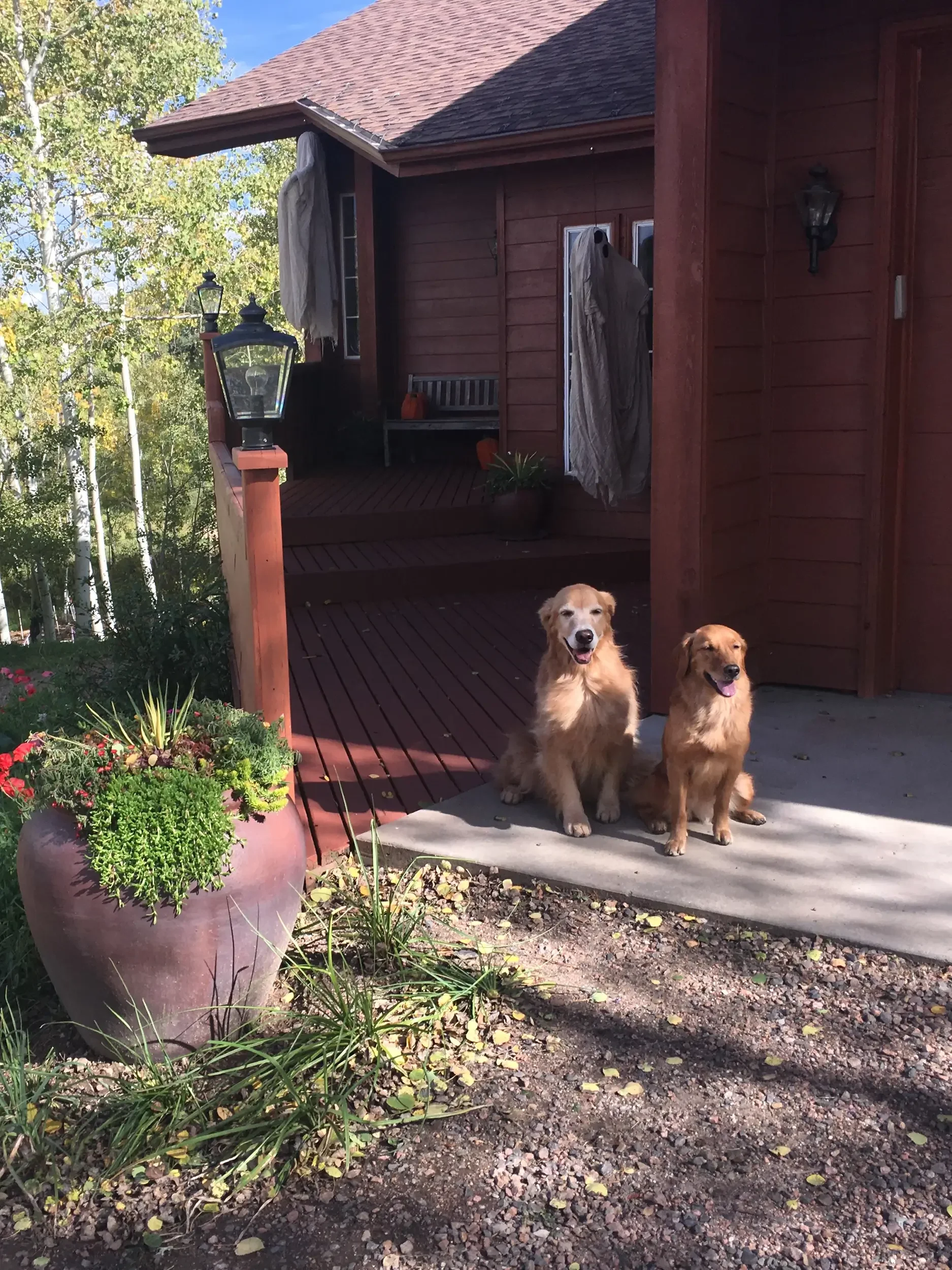 The studio from the outside, with two golden retrievers waiting in front