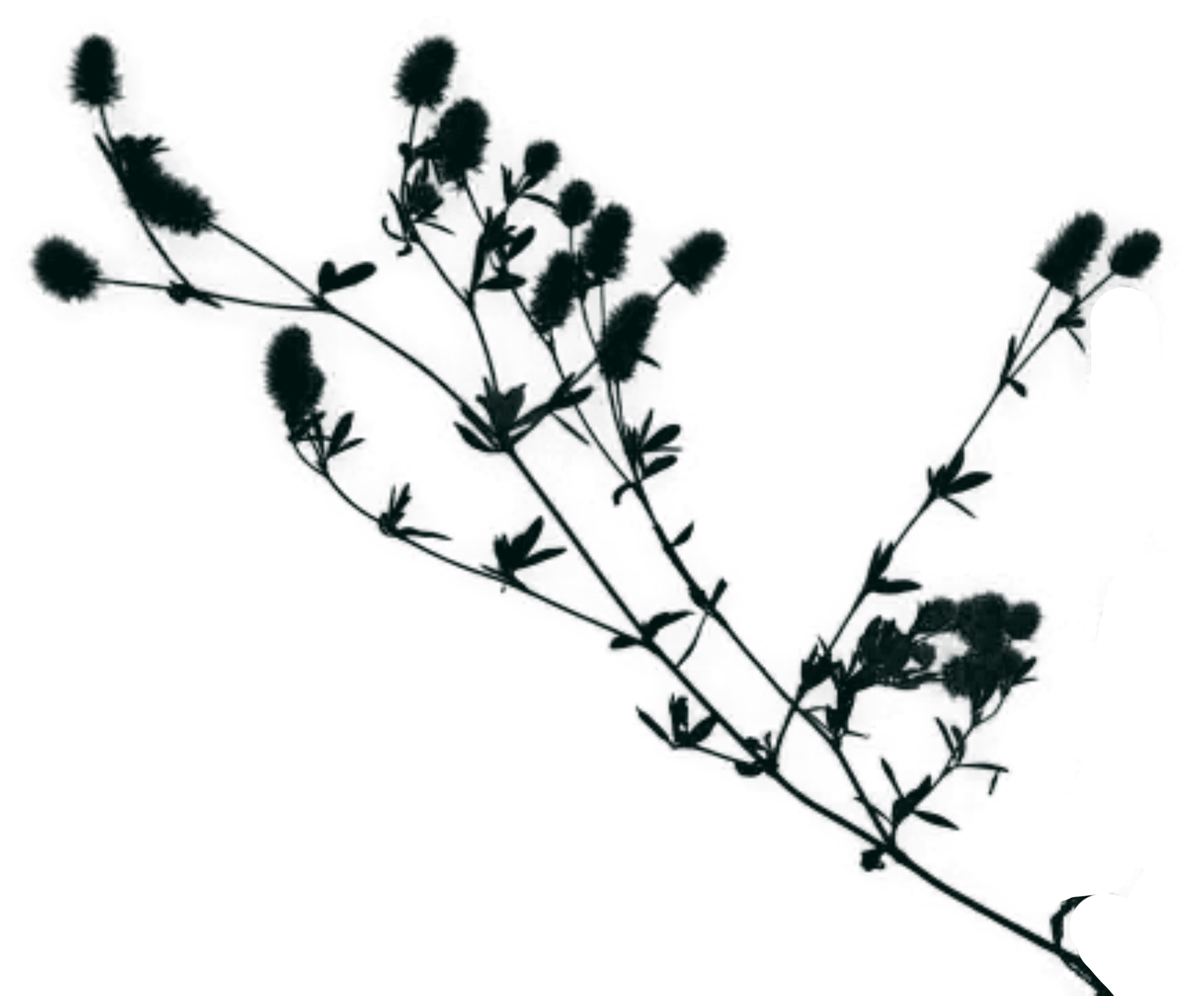 Silhouette of a plant with multiple leaves and a small flower on a black background.