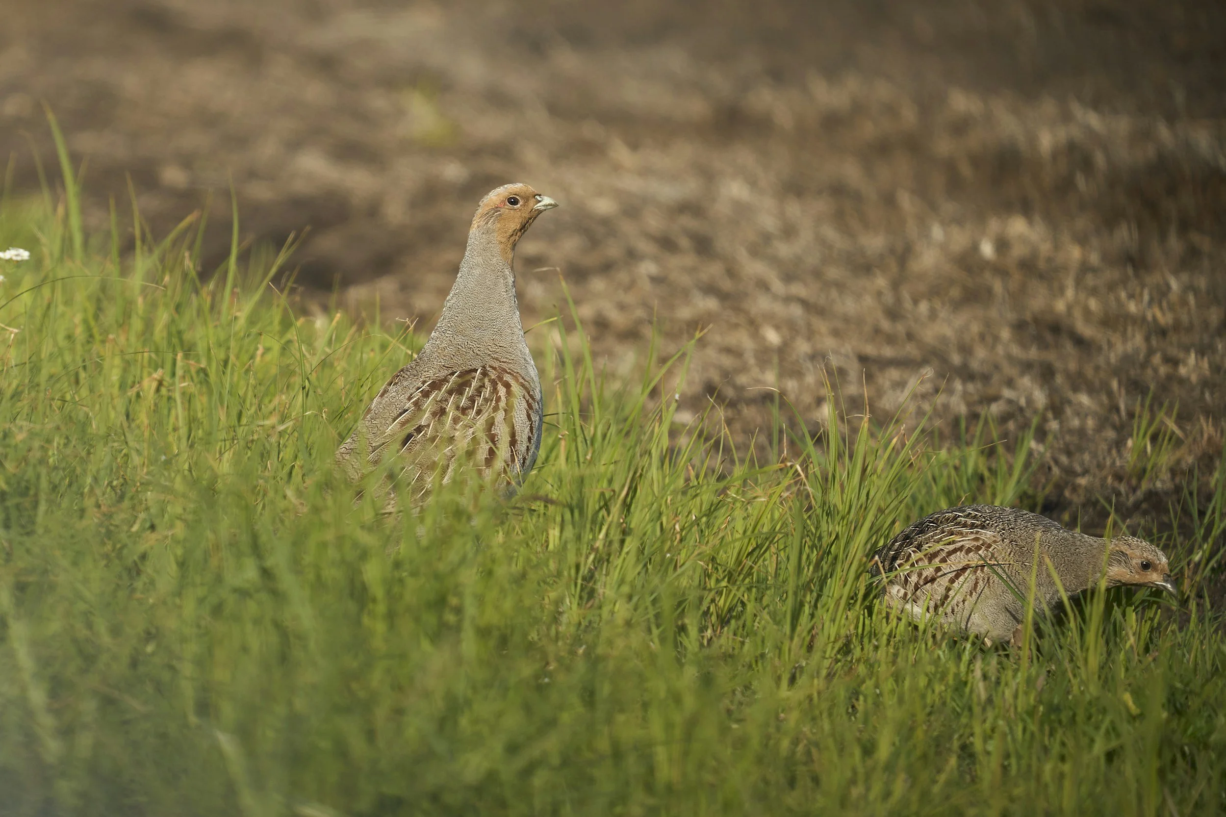 A partridge standing on grass near a dirt path, with only the top part of its body visible, looking to the left.