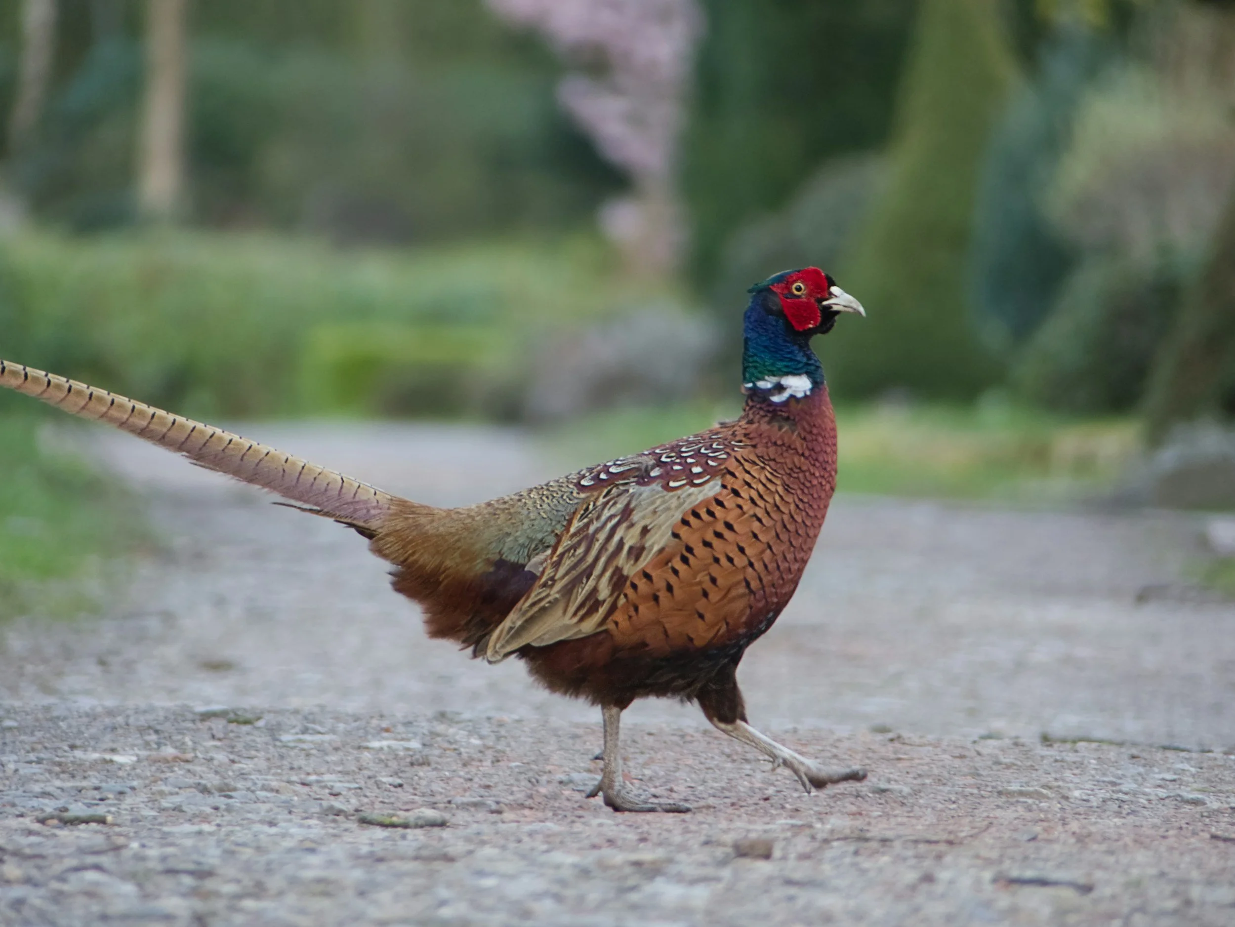 A male pheasant walking on a dirt path with a lush, green, blurred background.