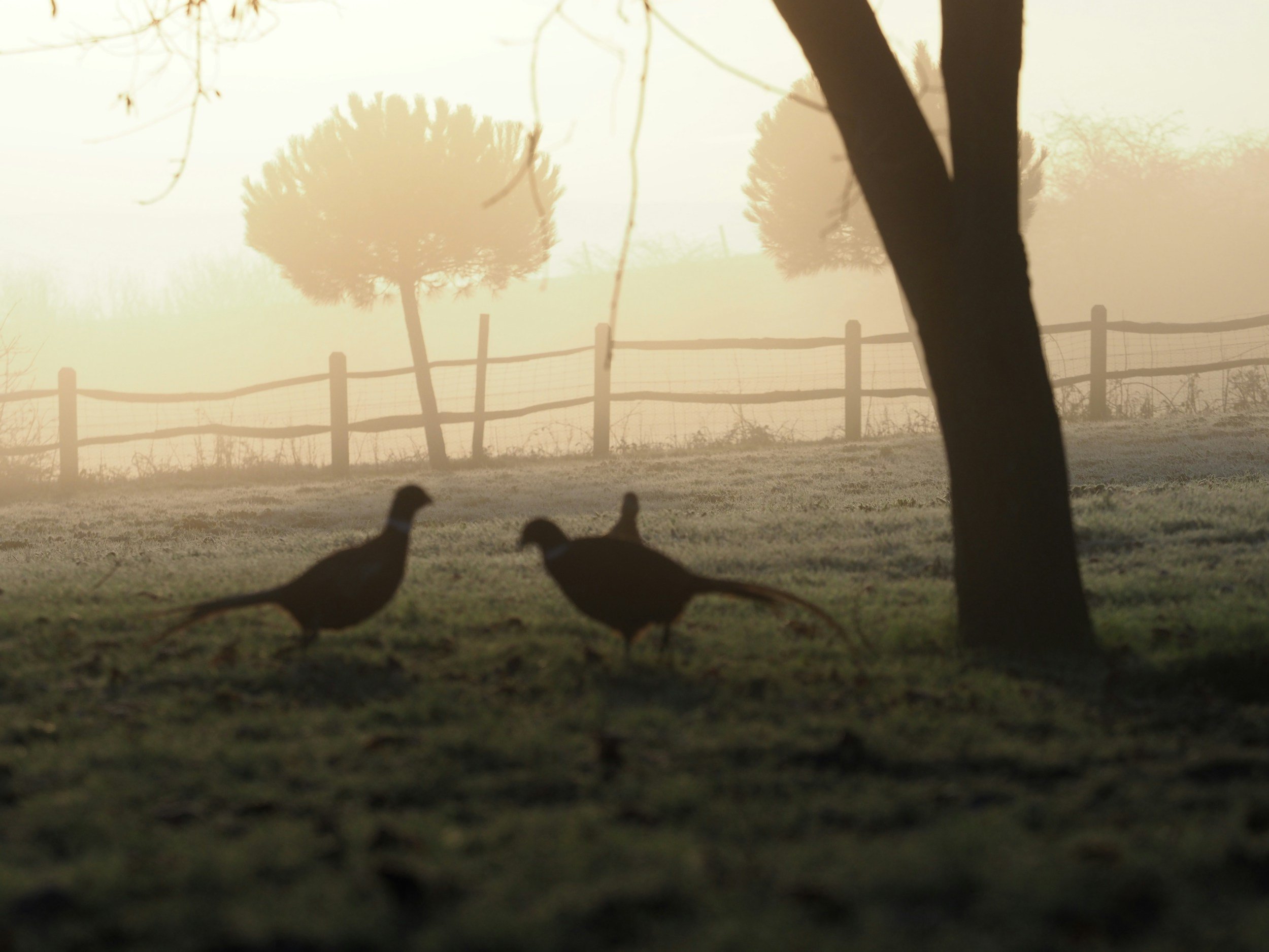 A foggy outdoor scene with two trees in the background, a fence, and silhouettes of animals, possibly dogs, in the foreground.
