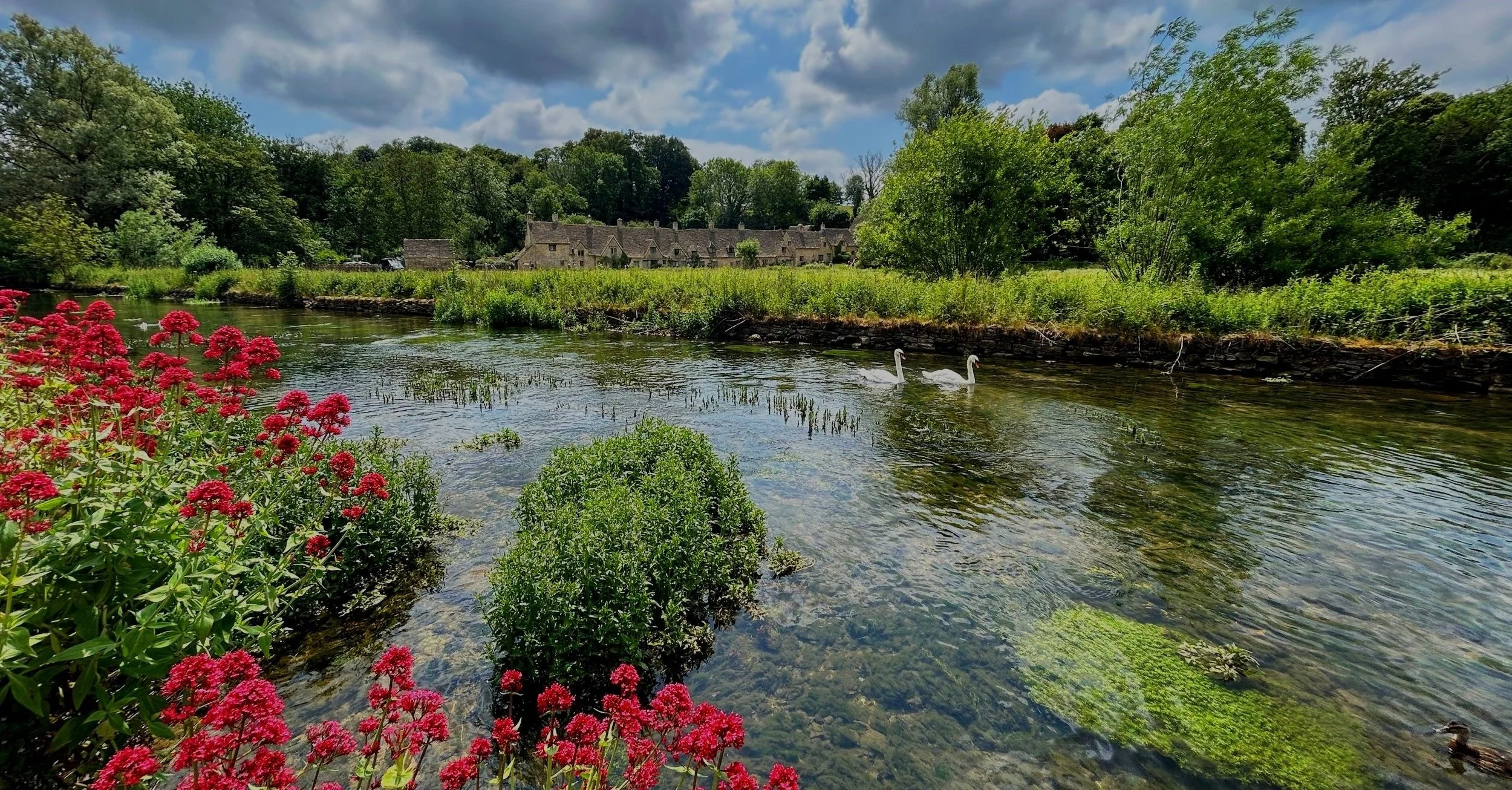 A peaceful river scene with red flowers in the foreground, two swans swimming in the river, lush green trees on both sides, and a row of stone cottages in the background under a partly cloudy sky.