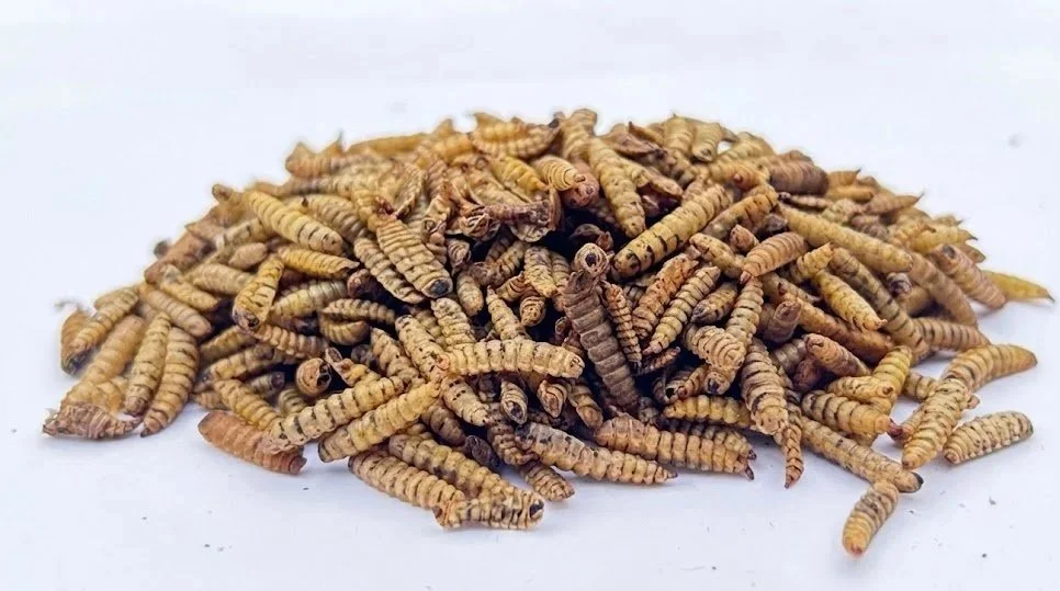Dried+BSF+larvae+%28calciworms%29.jpg