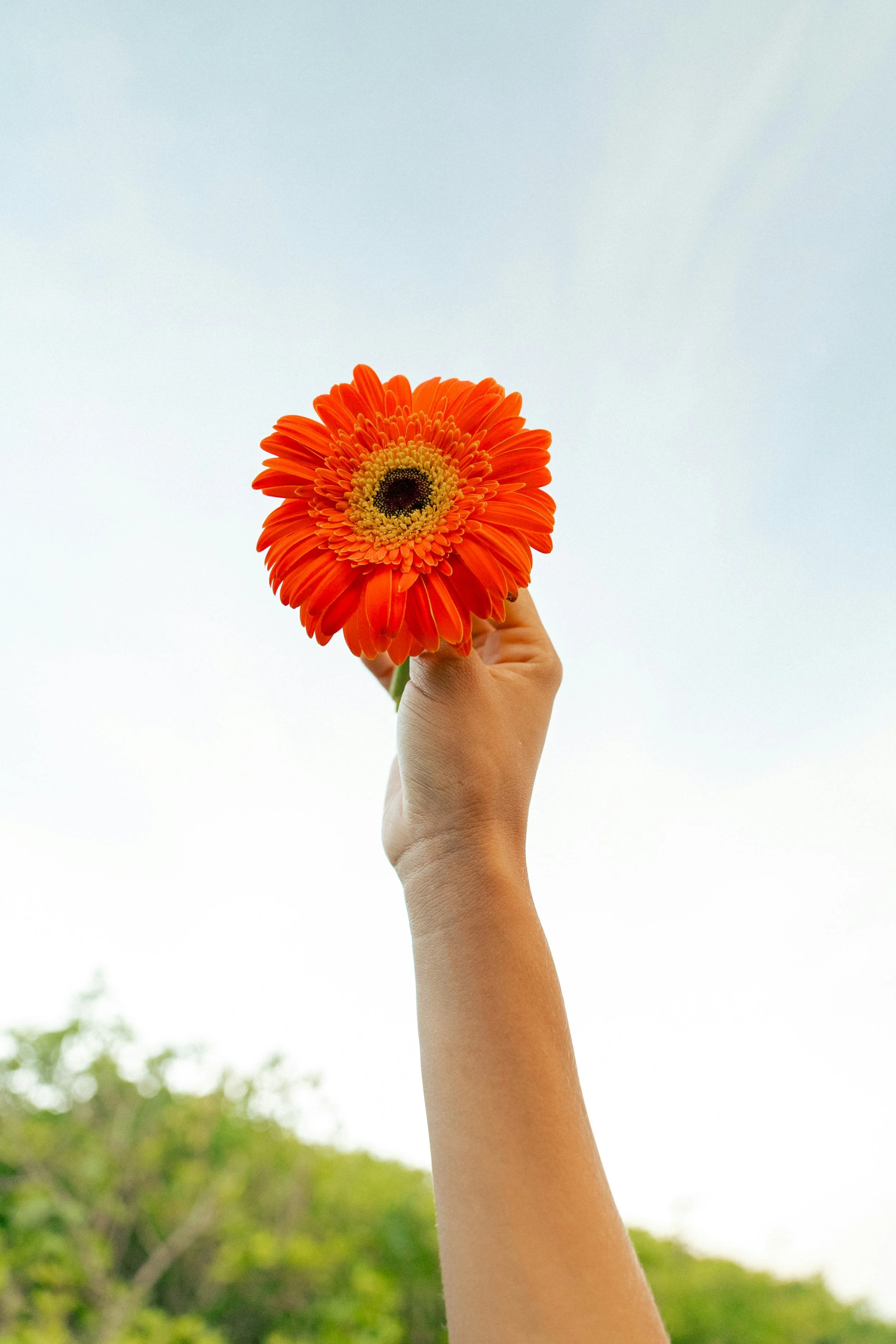 A hand holding an orange daisy against a light blue sky with some green trees in the background symbolizing freedom and beauty.