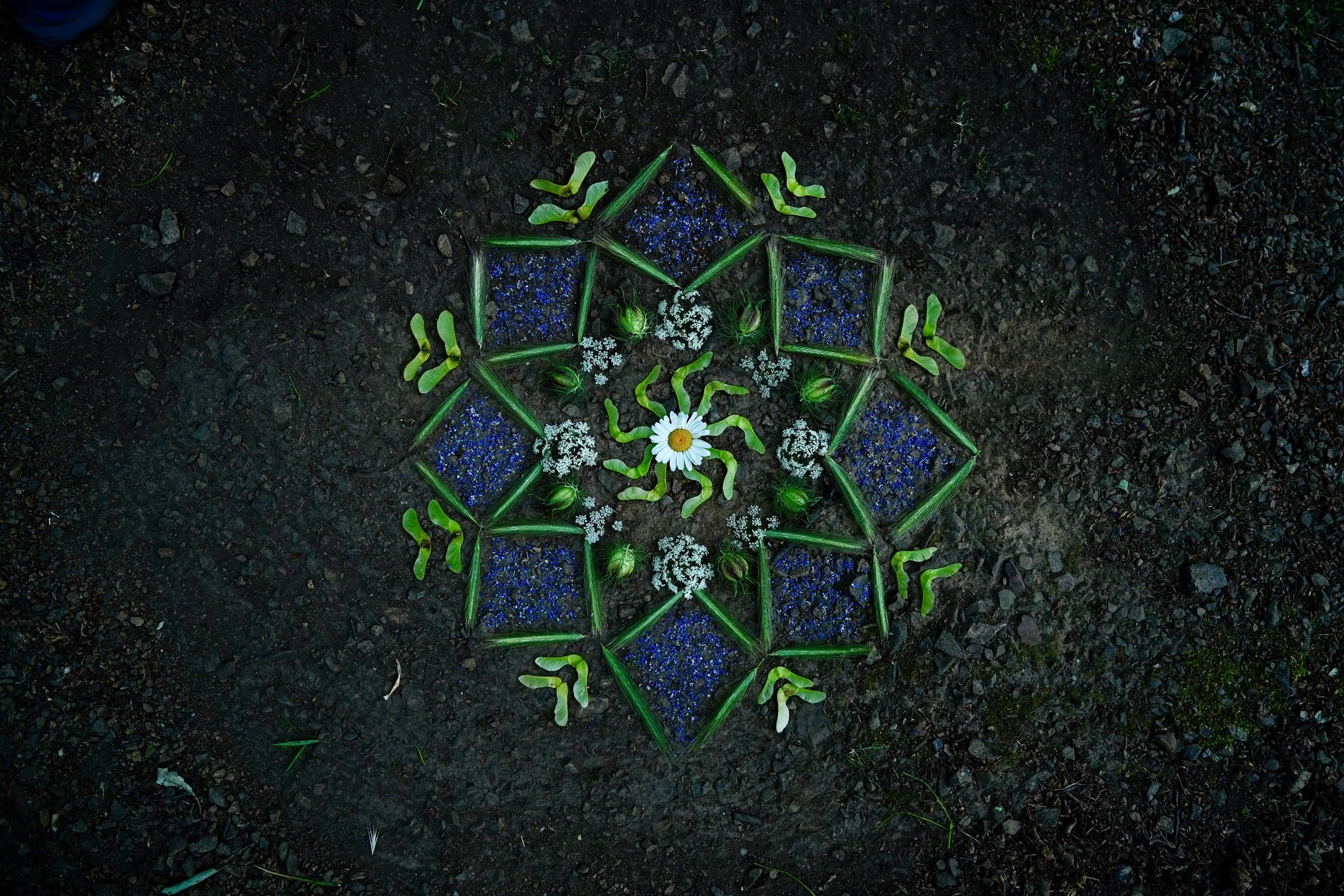 A symmetrical geometric mandala design on dark ground made of green leaves, blue flowers, white flowers, and a single marguerite in the center.