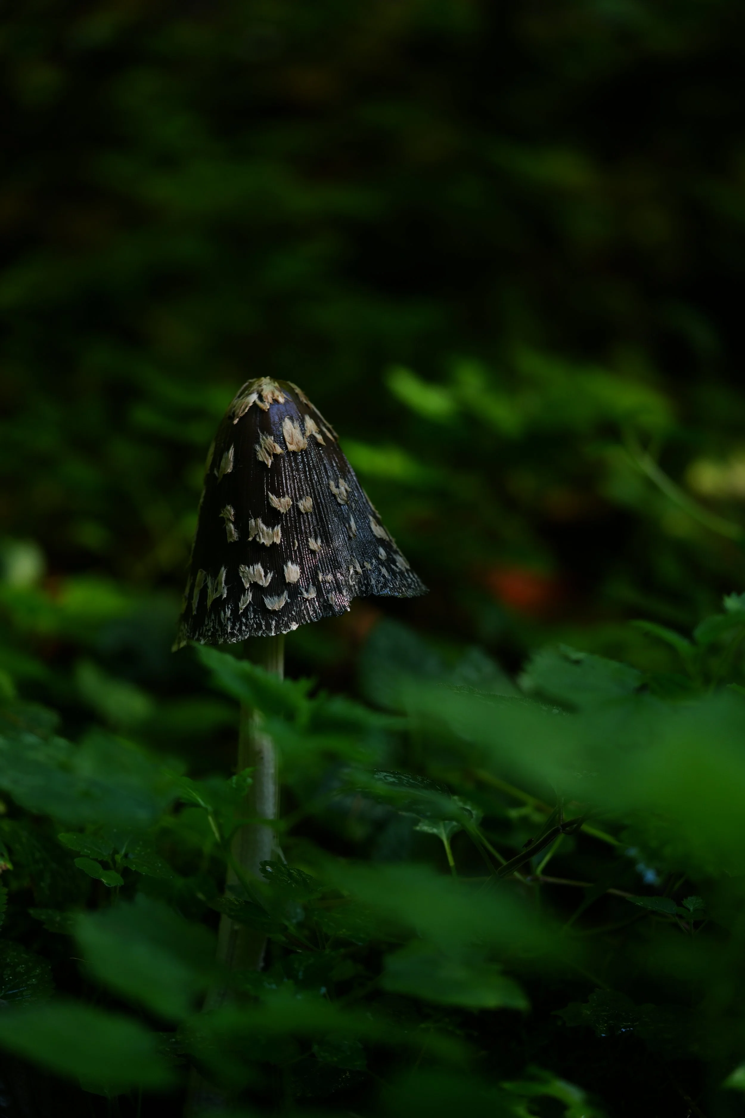 DSC08294.JPG