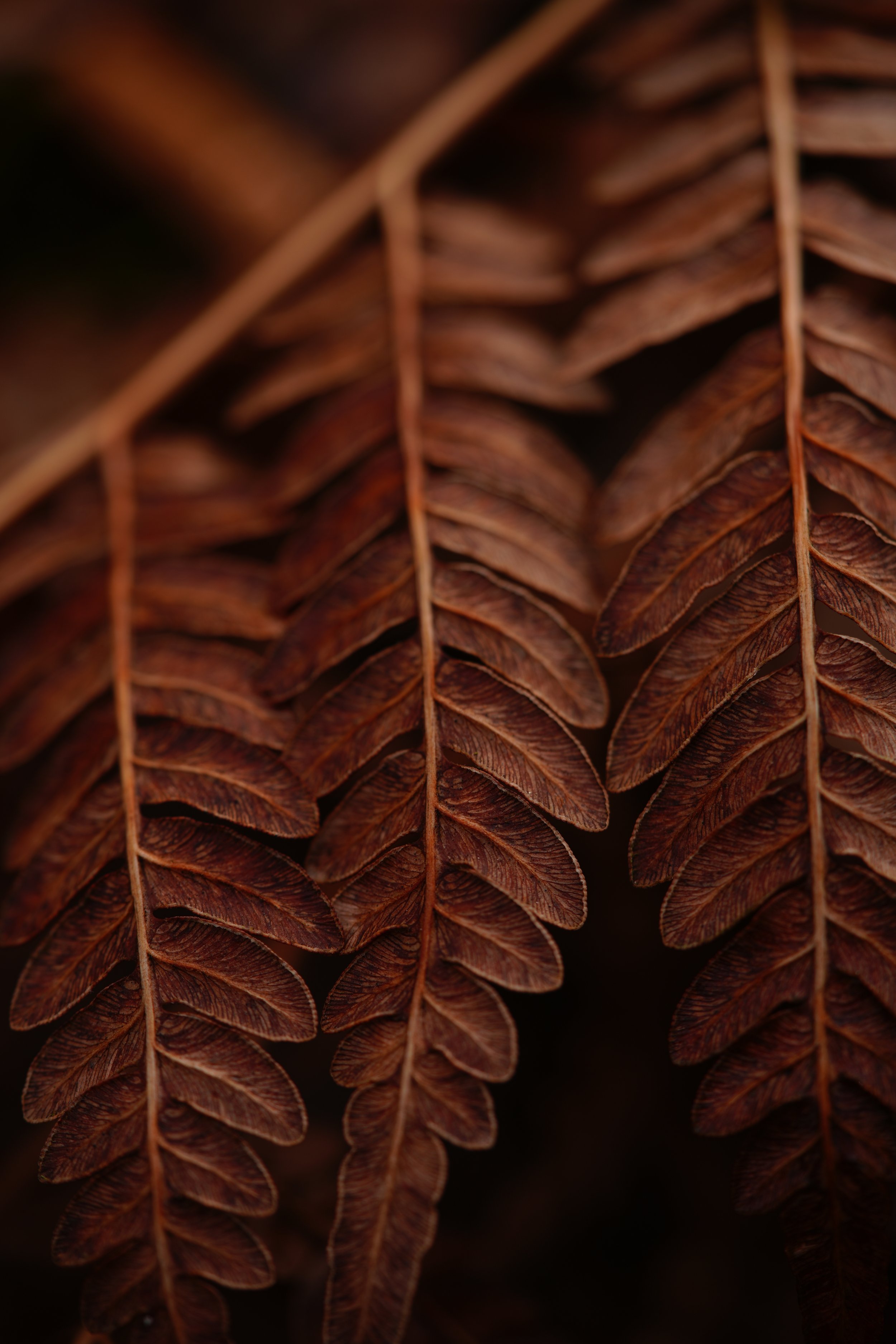 Fern 2.JPG