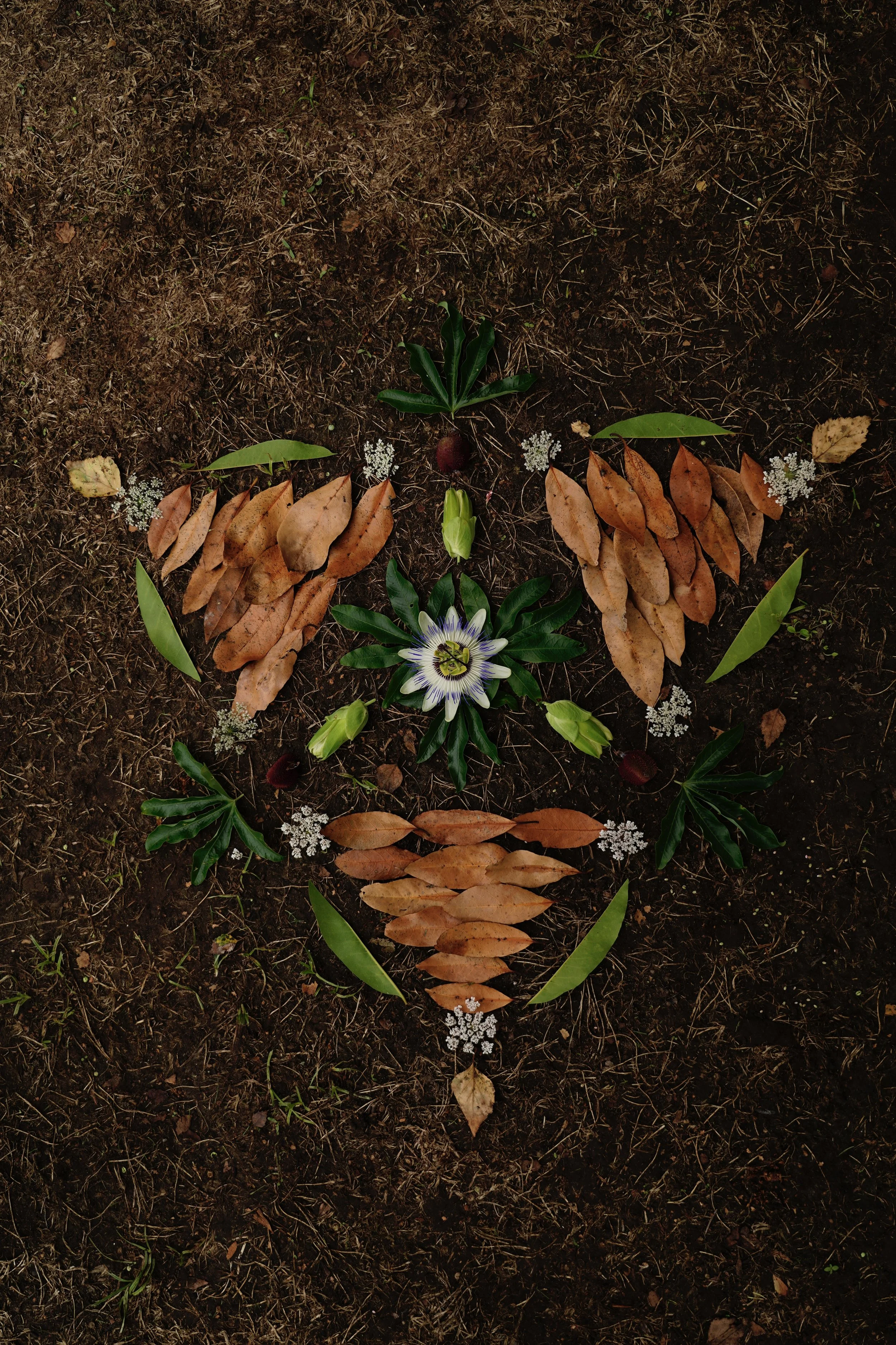 A butterfly made of natural objects including leaves, flowers, and plant parts on soil.