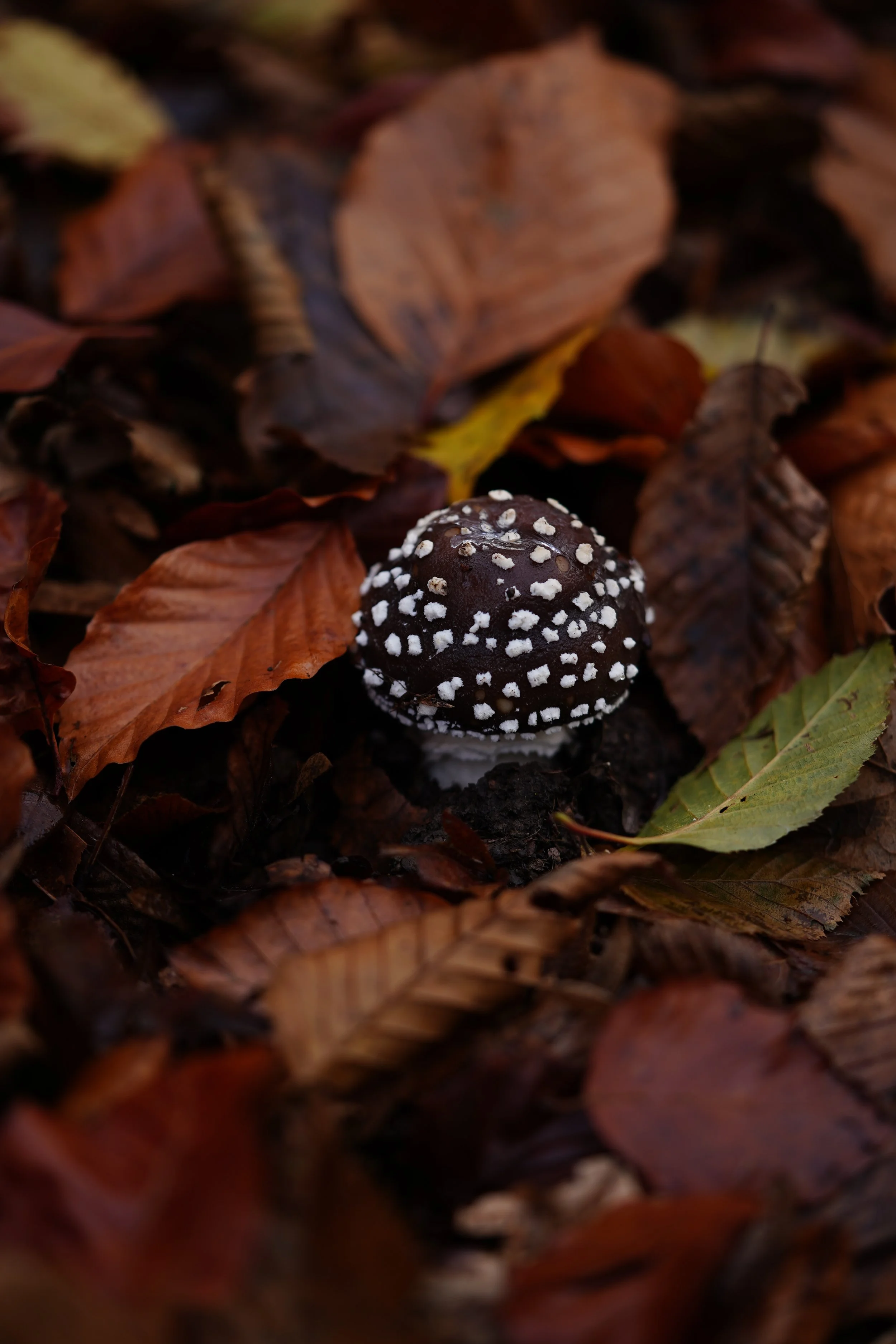 ORG_DSC07053.JPG
