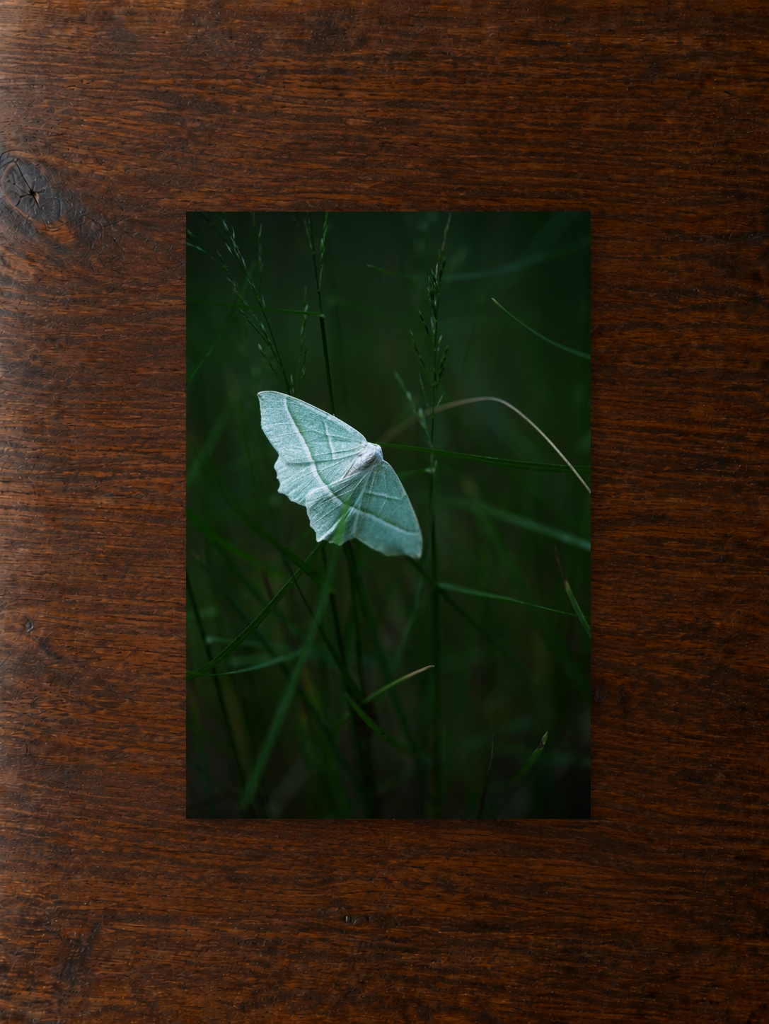 Schmetterling unframed.png