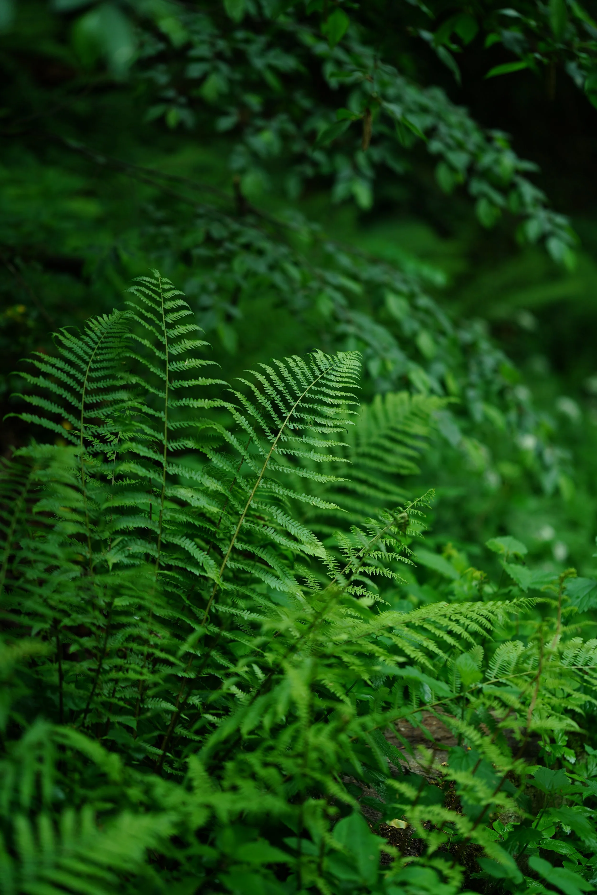 ORG_DSC01206.JPG