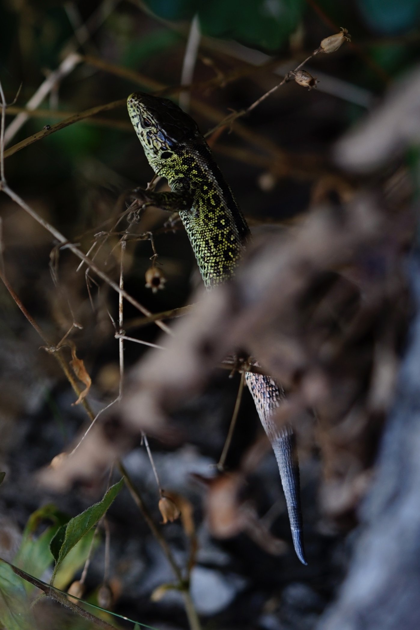 ORG__DSC2668.jpg