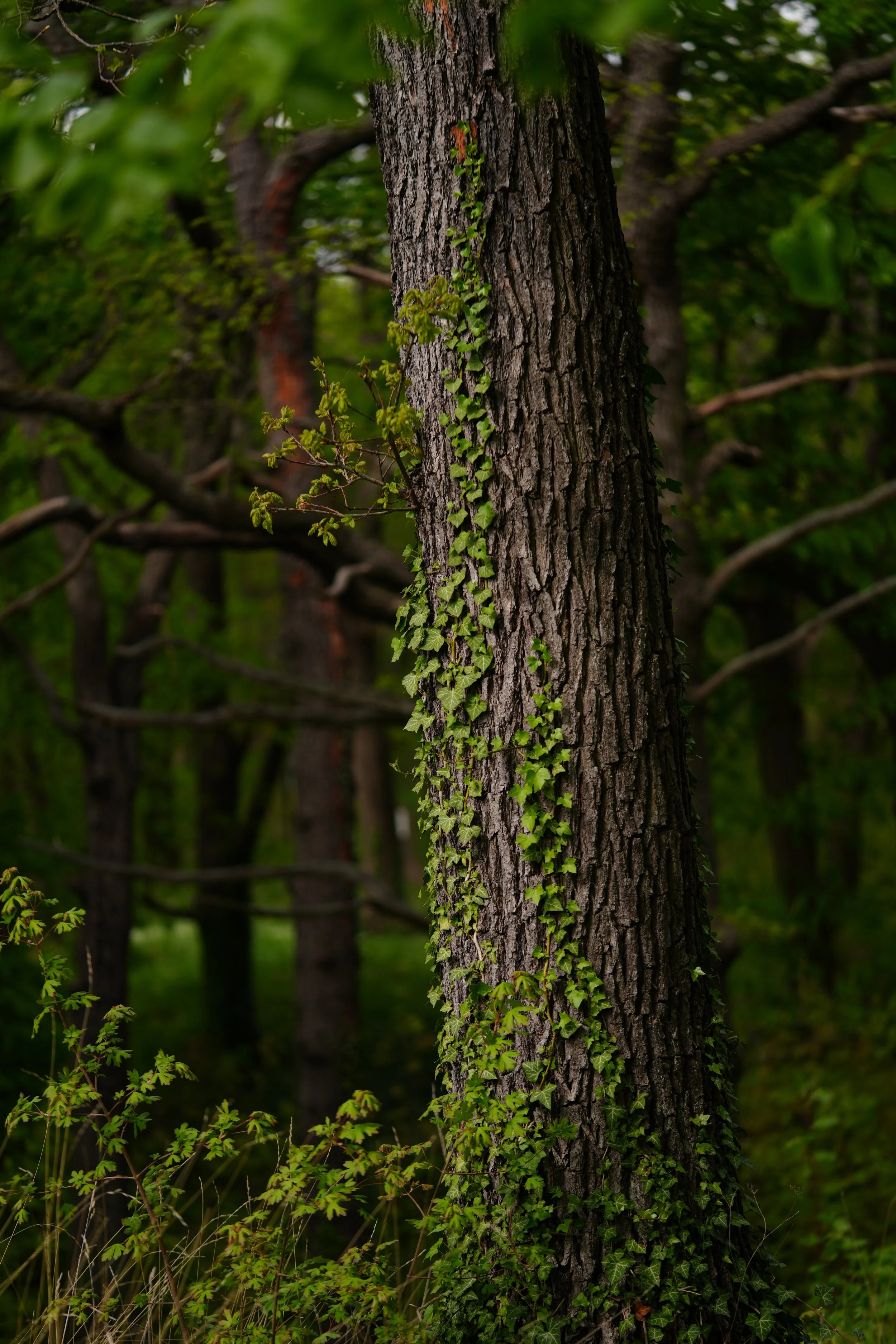 DSC04227.JPG