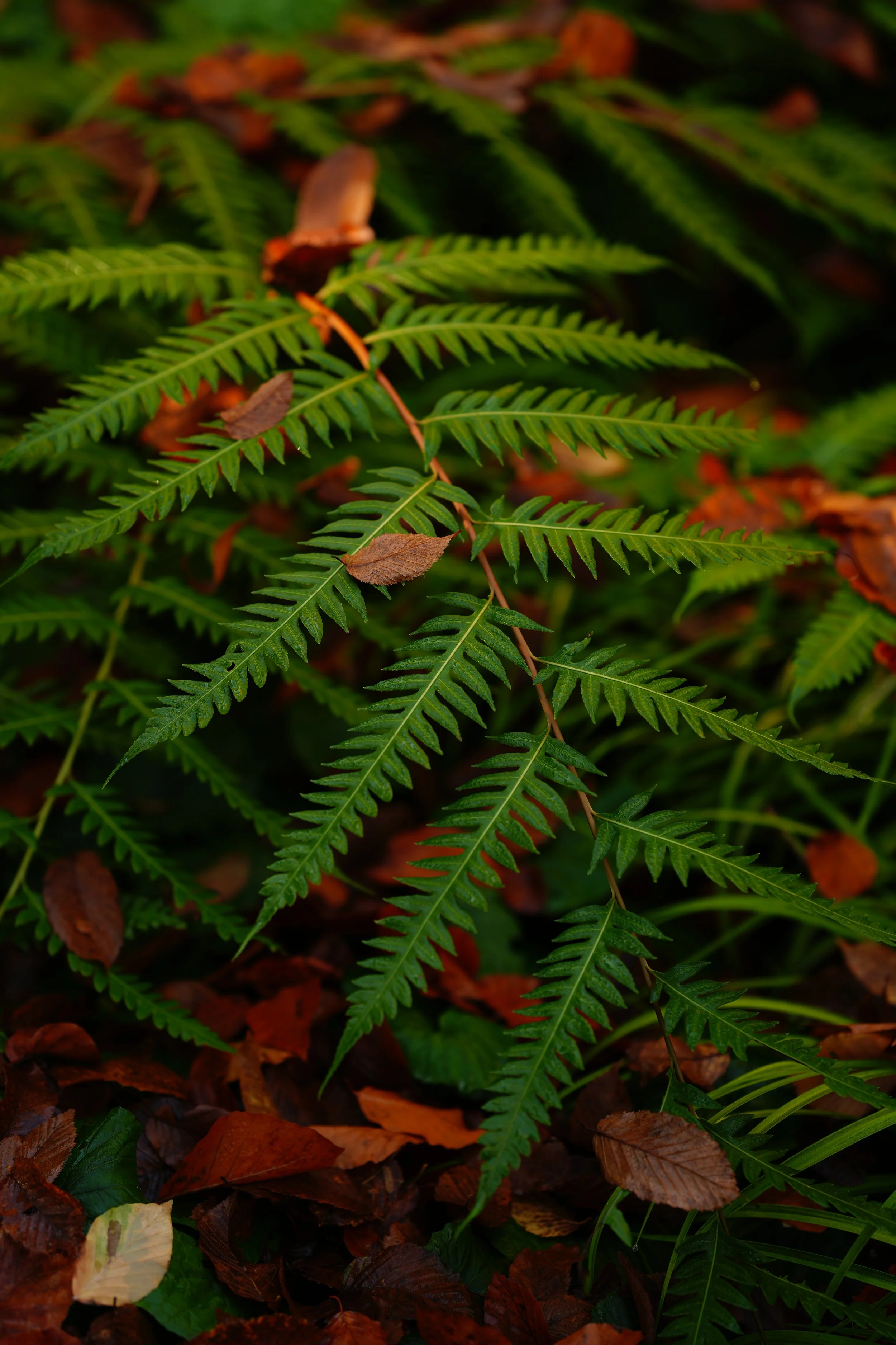 DSC03946.JPG