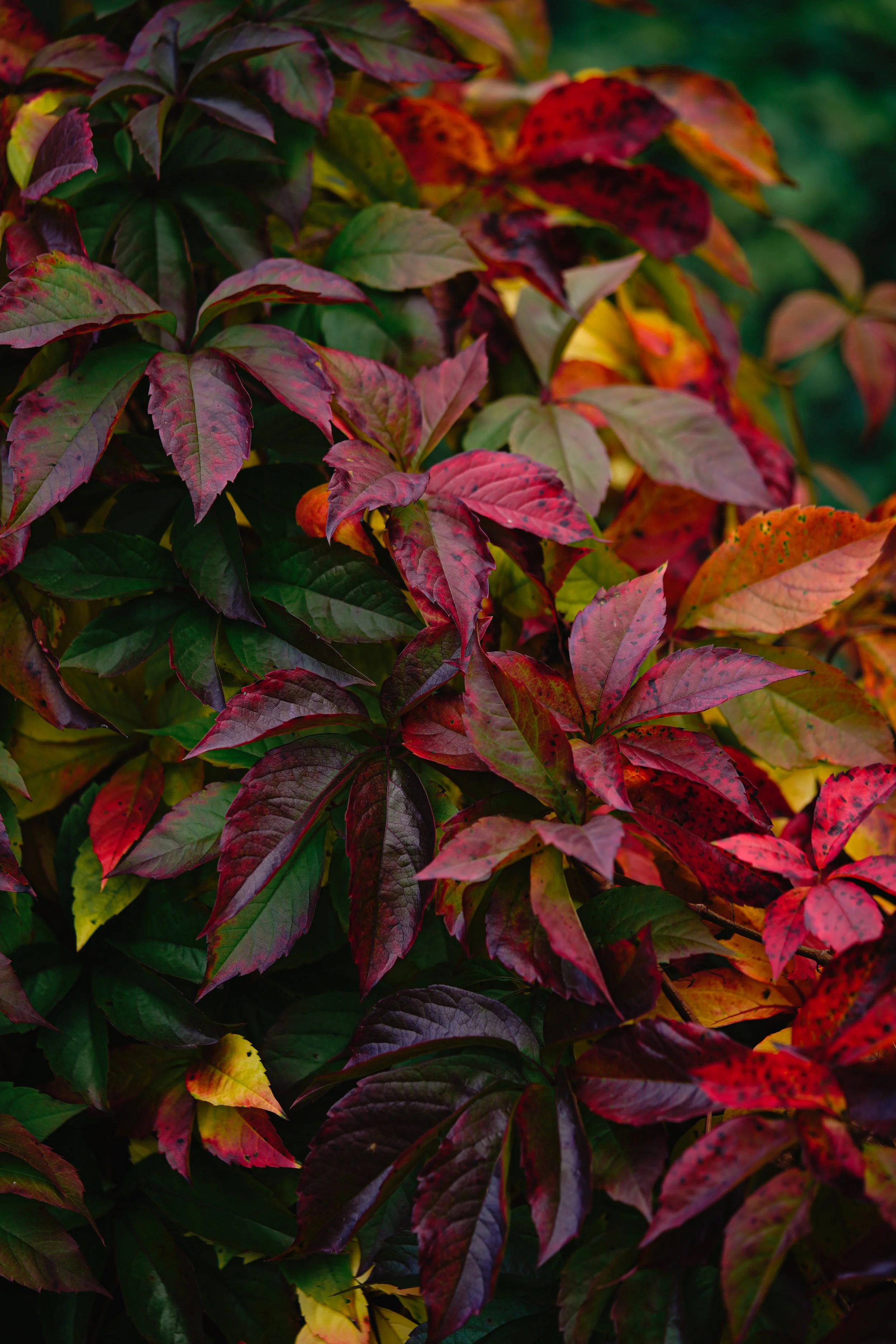 ORG__DSC4358.JPG