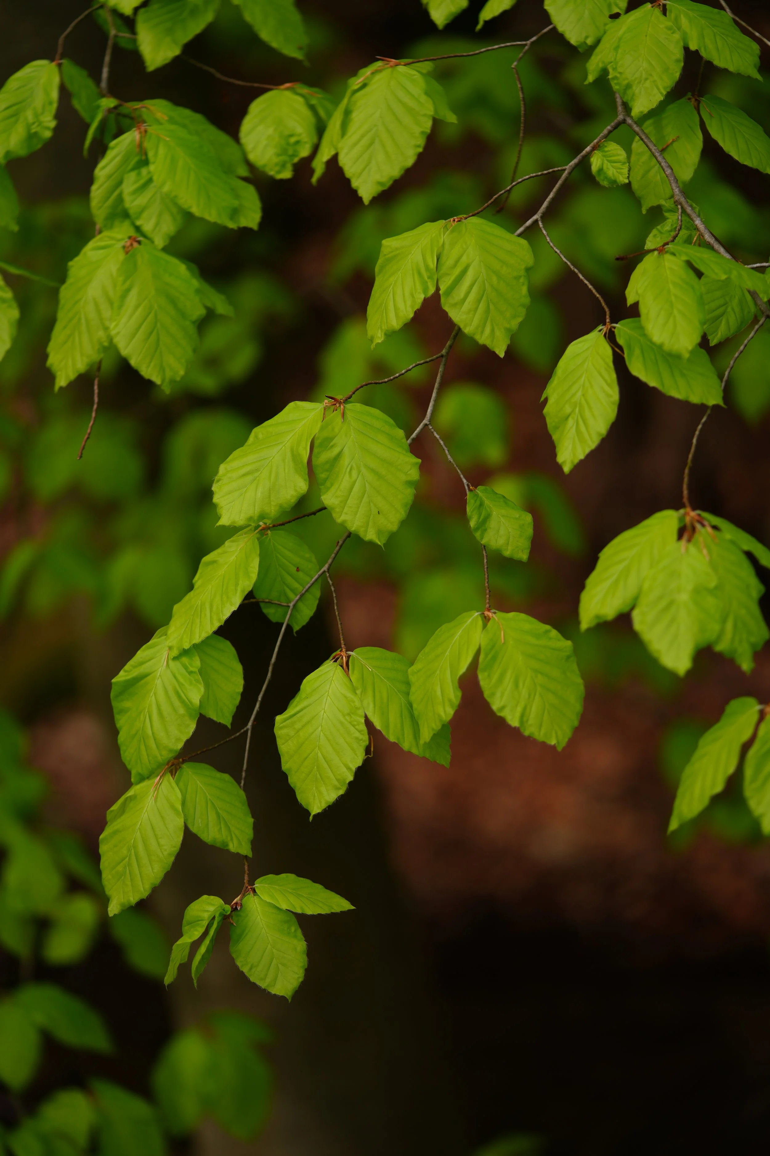 DSC04113.JPG