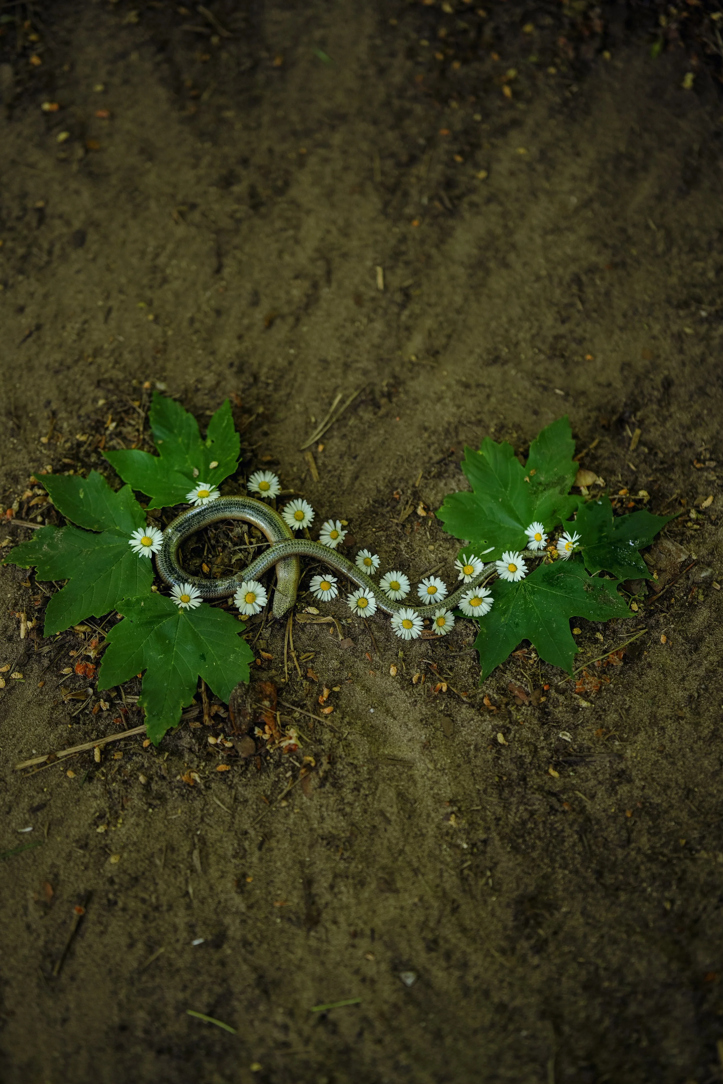A small snake coiled around white daisies and green leaves on the ground.