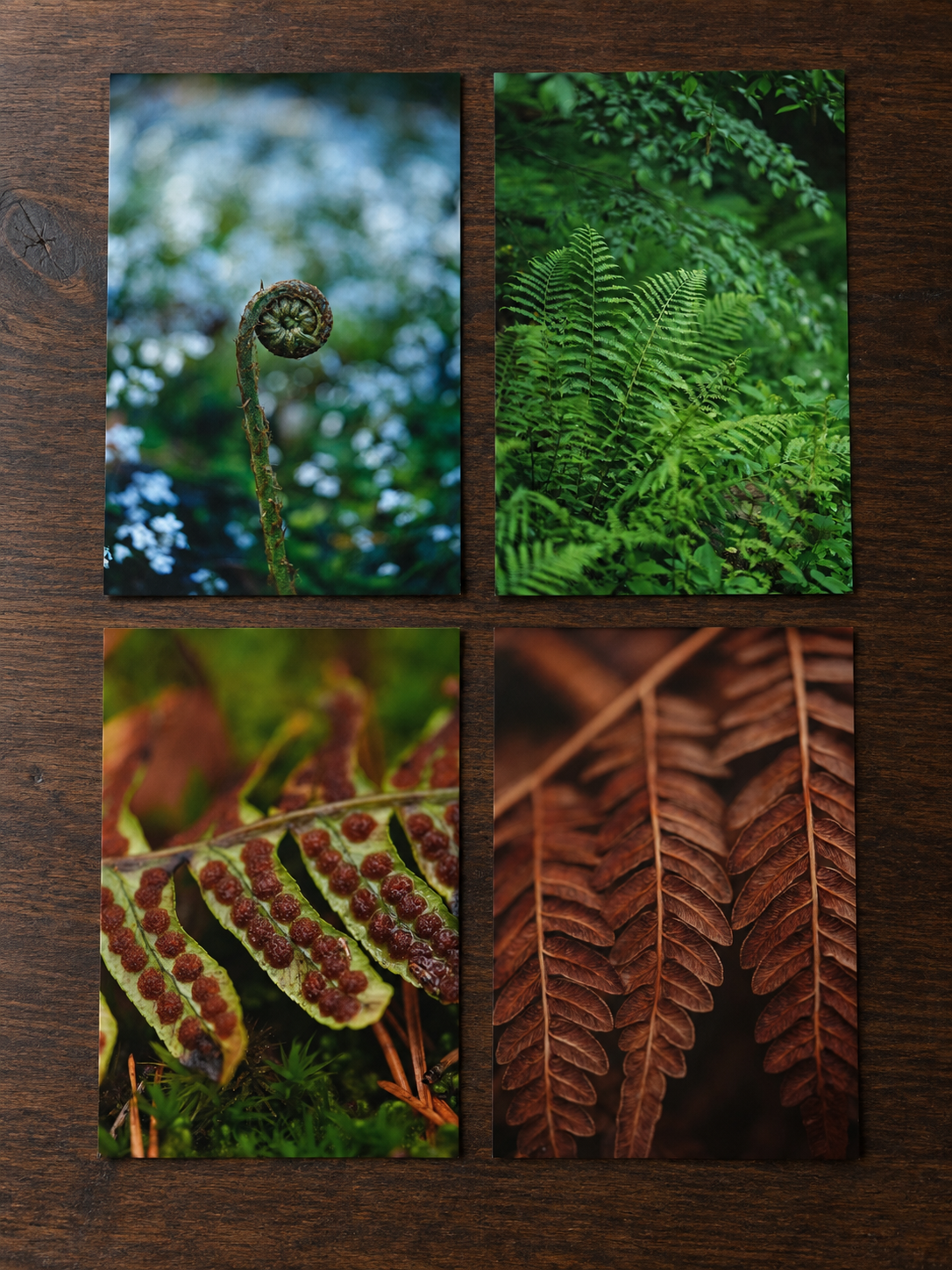 fern sammelbild ungerahmt.jpg