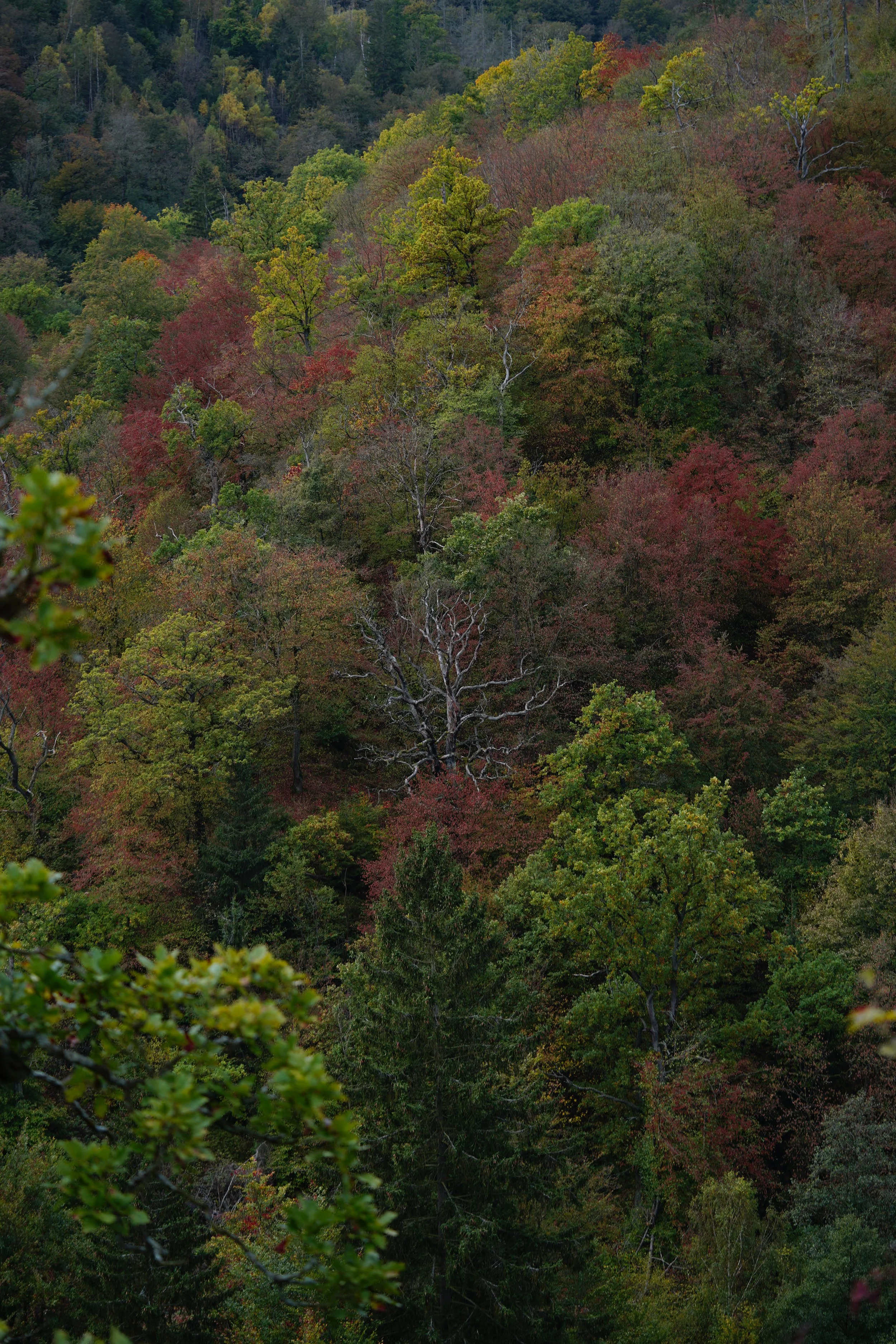 ORG_DSC05148.JPG