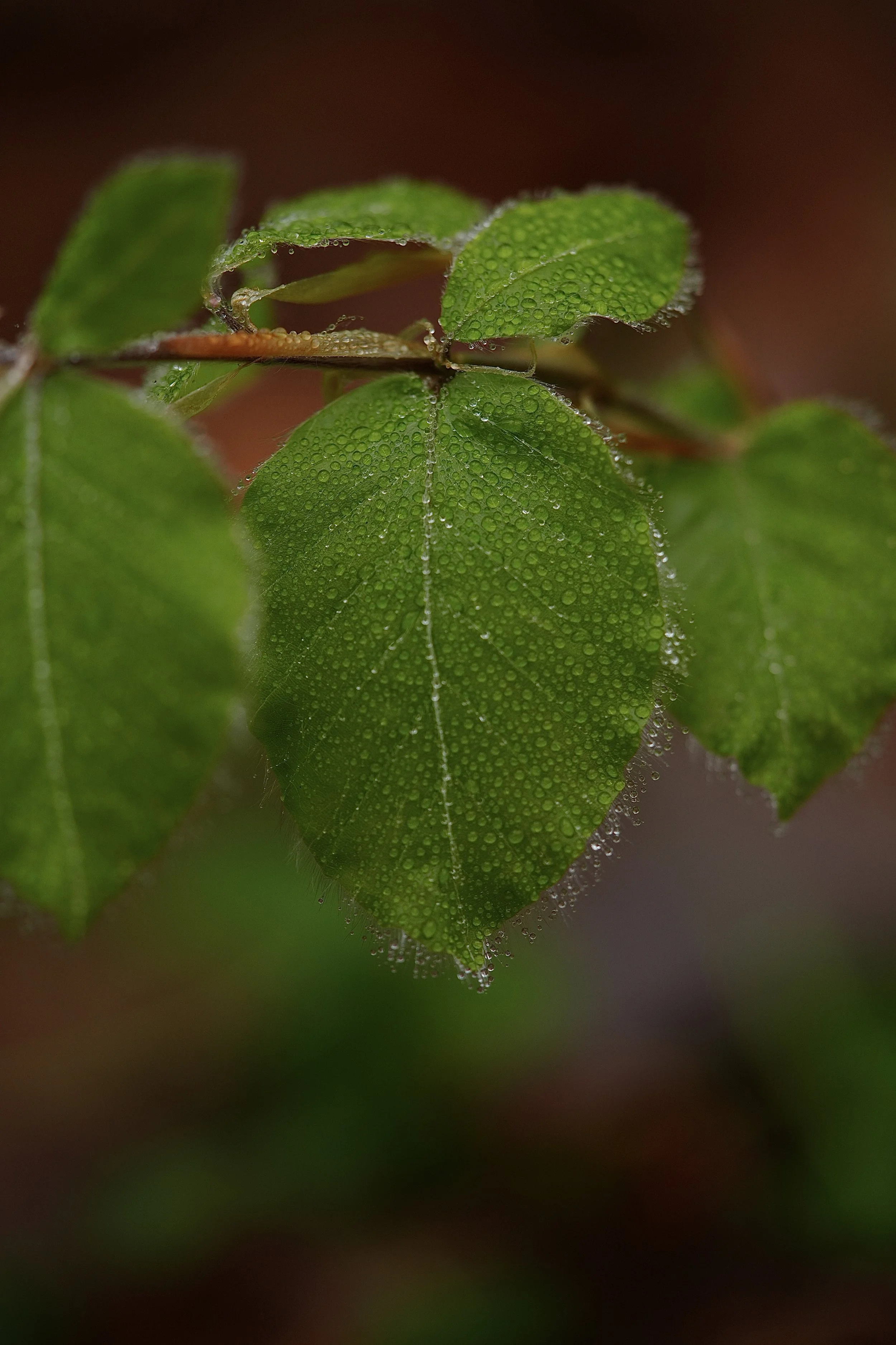 DSC03205.jpg