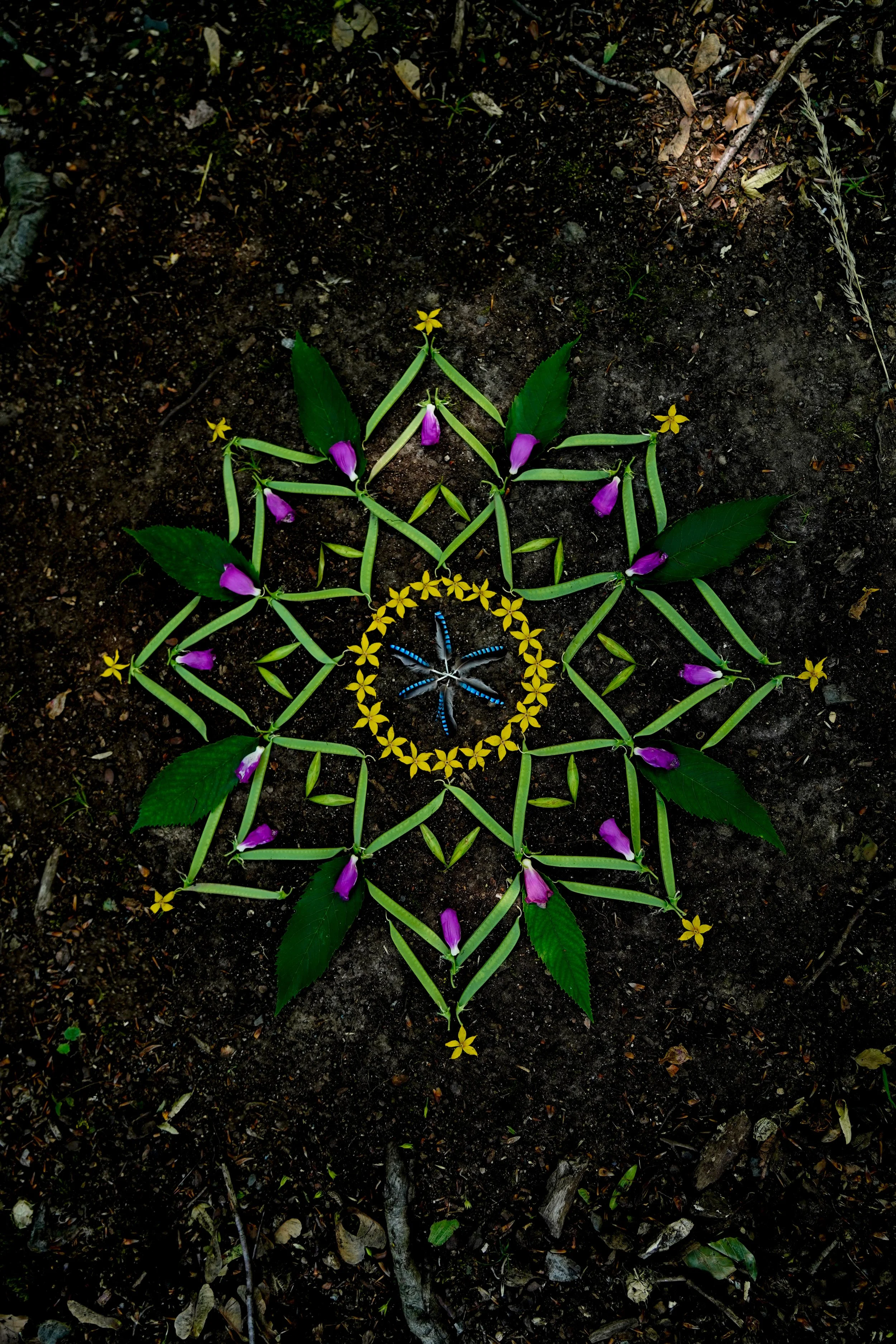 Colorful organic mandala made of flower petals, leaves, and natural materials on dark soil ground.