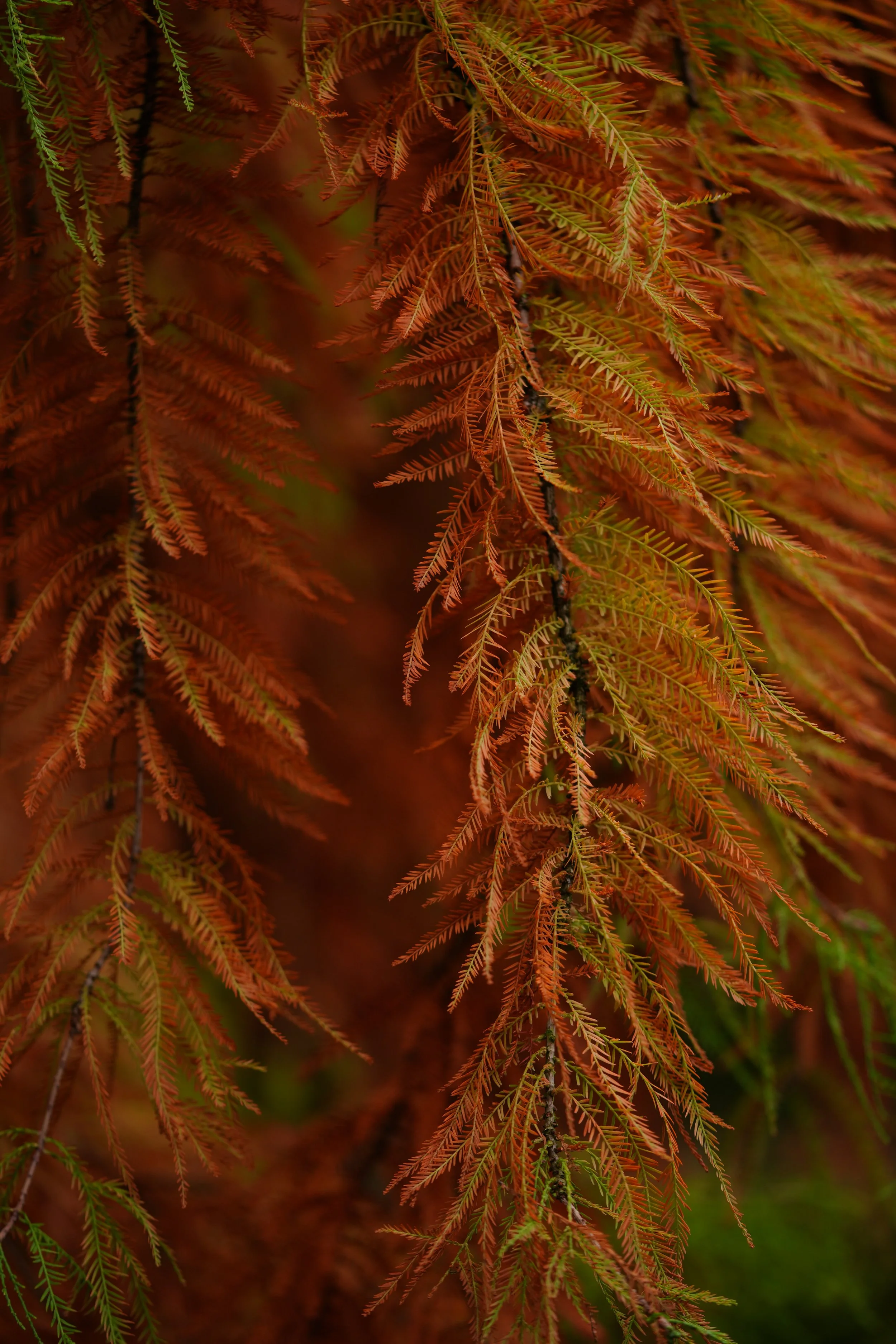 DSC04101.JPG