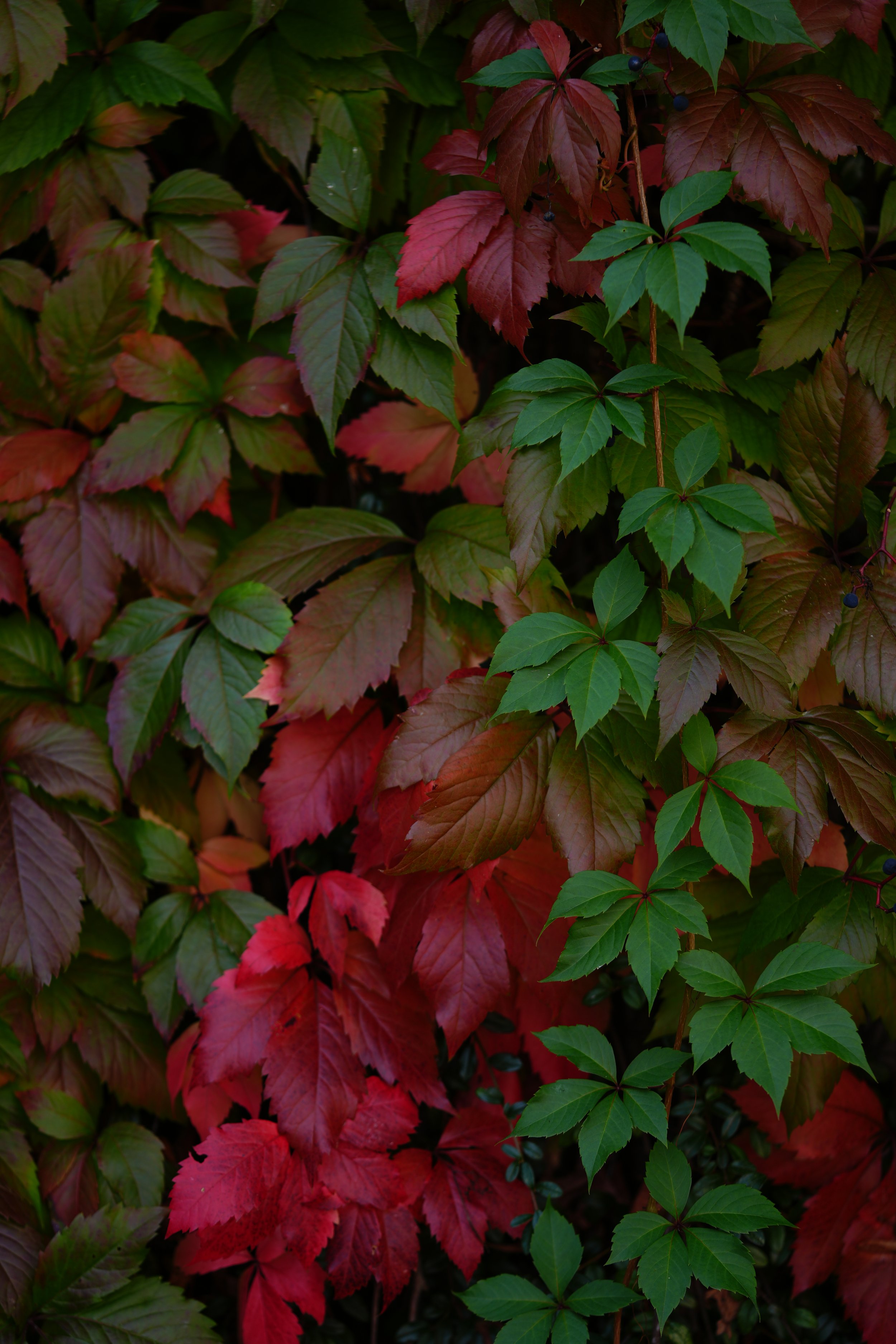 DSC07639.JPG