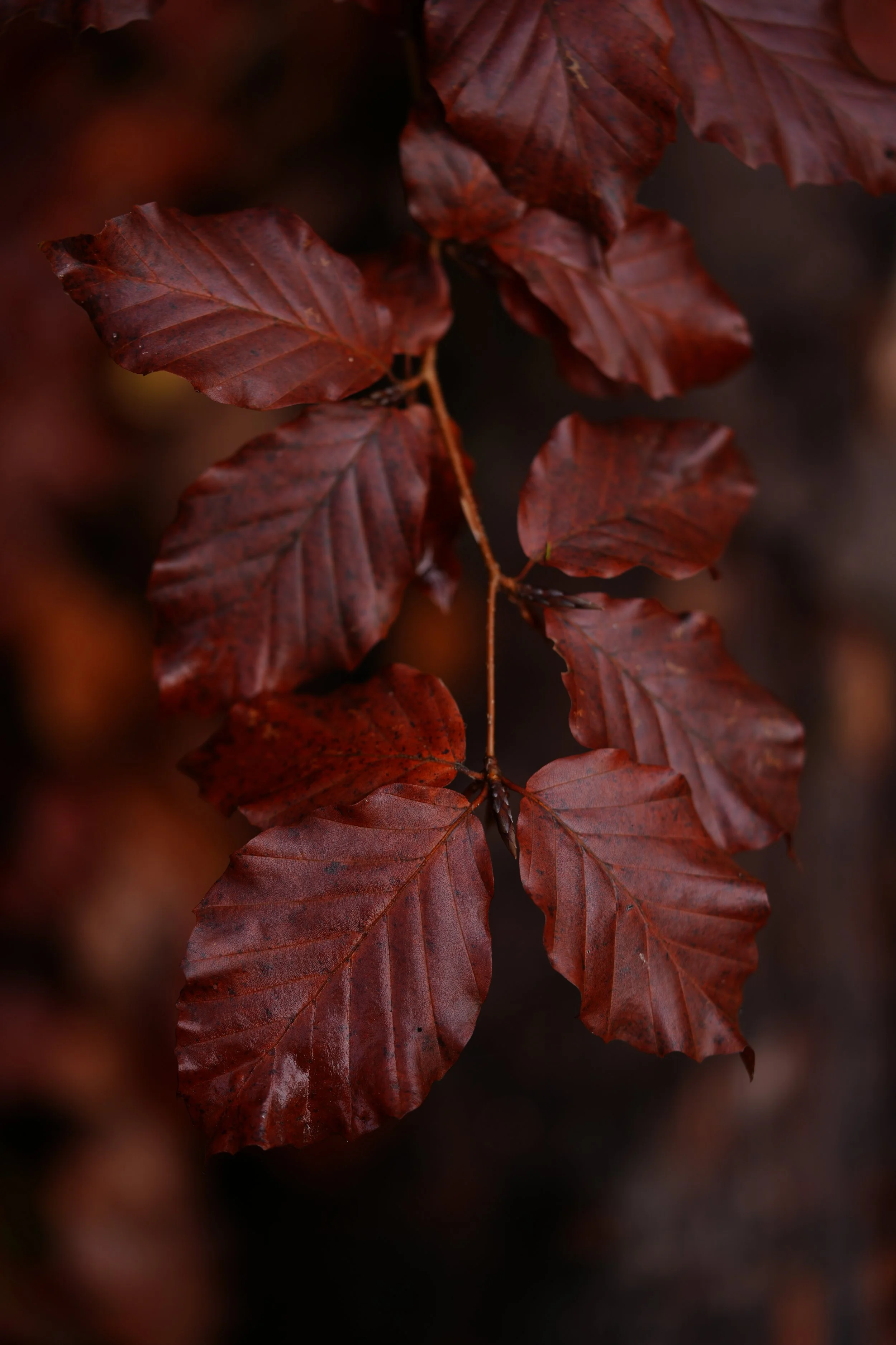 DSC02909.JPG