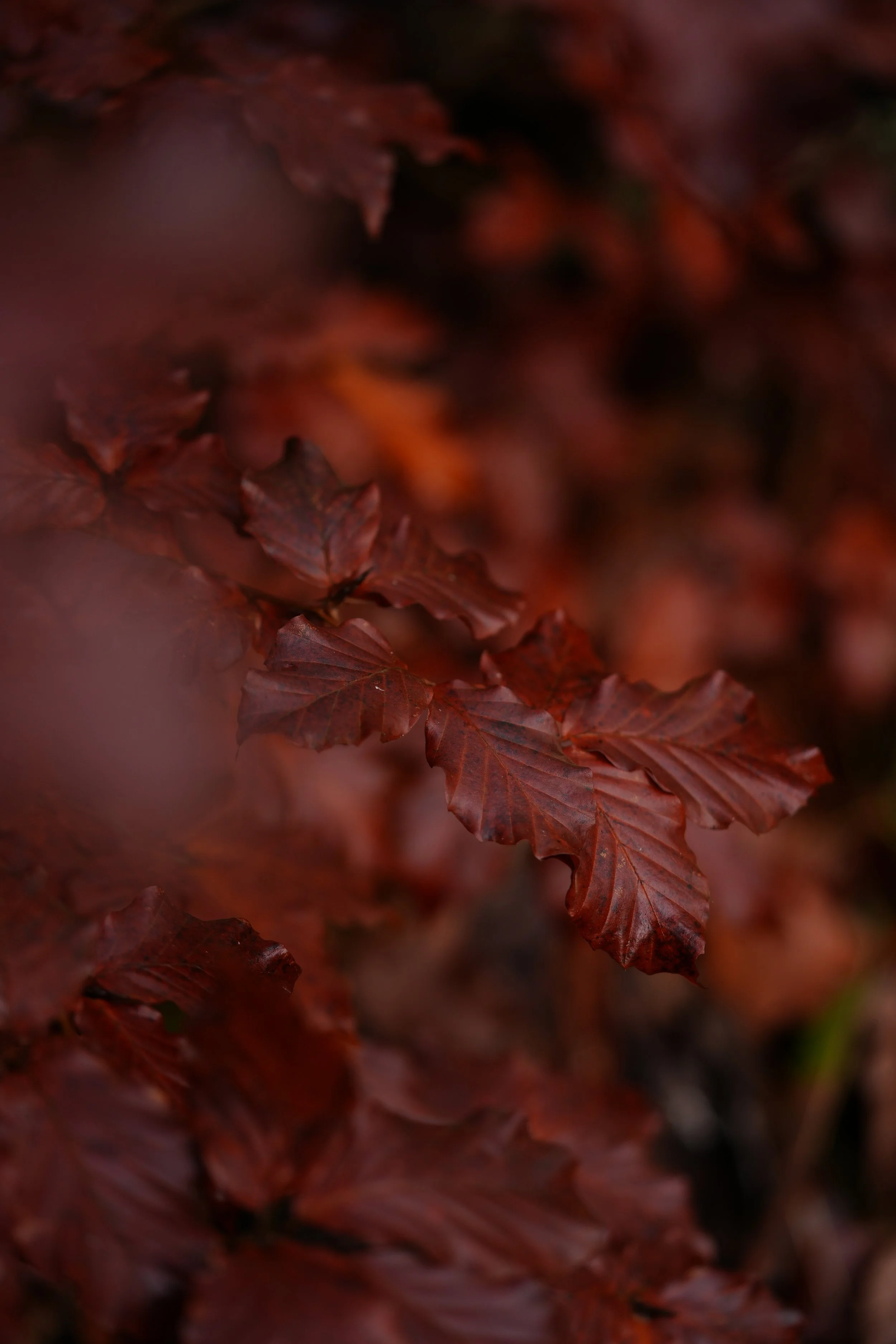 DSC02911.JPG