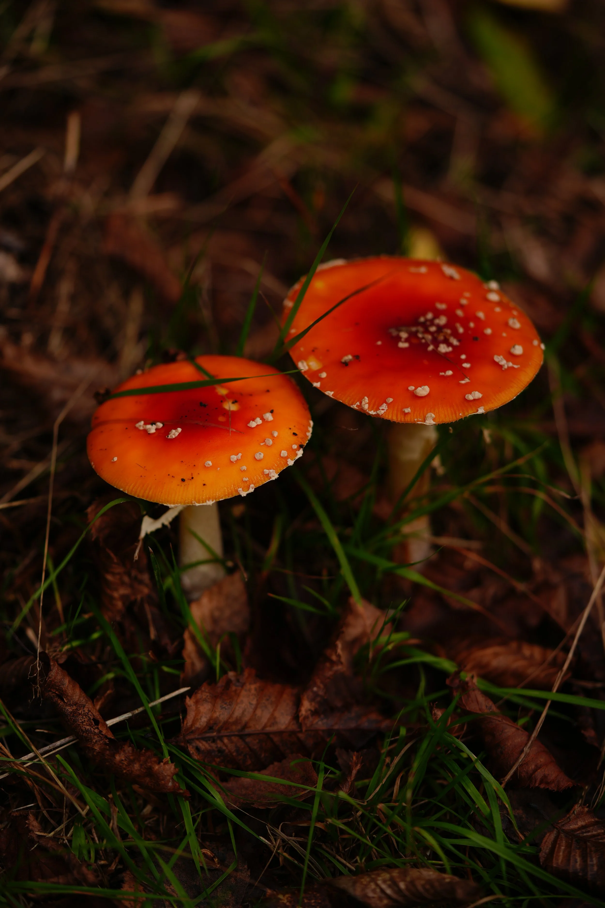 DSC09927.JPG