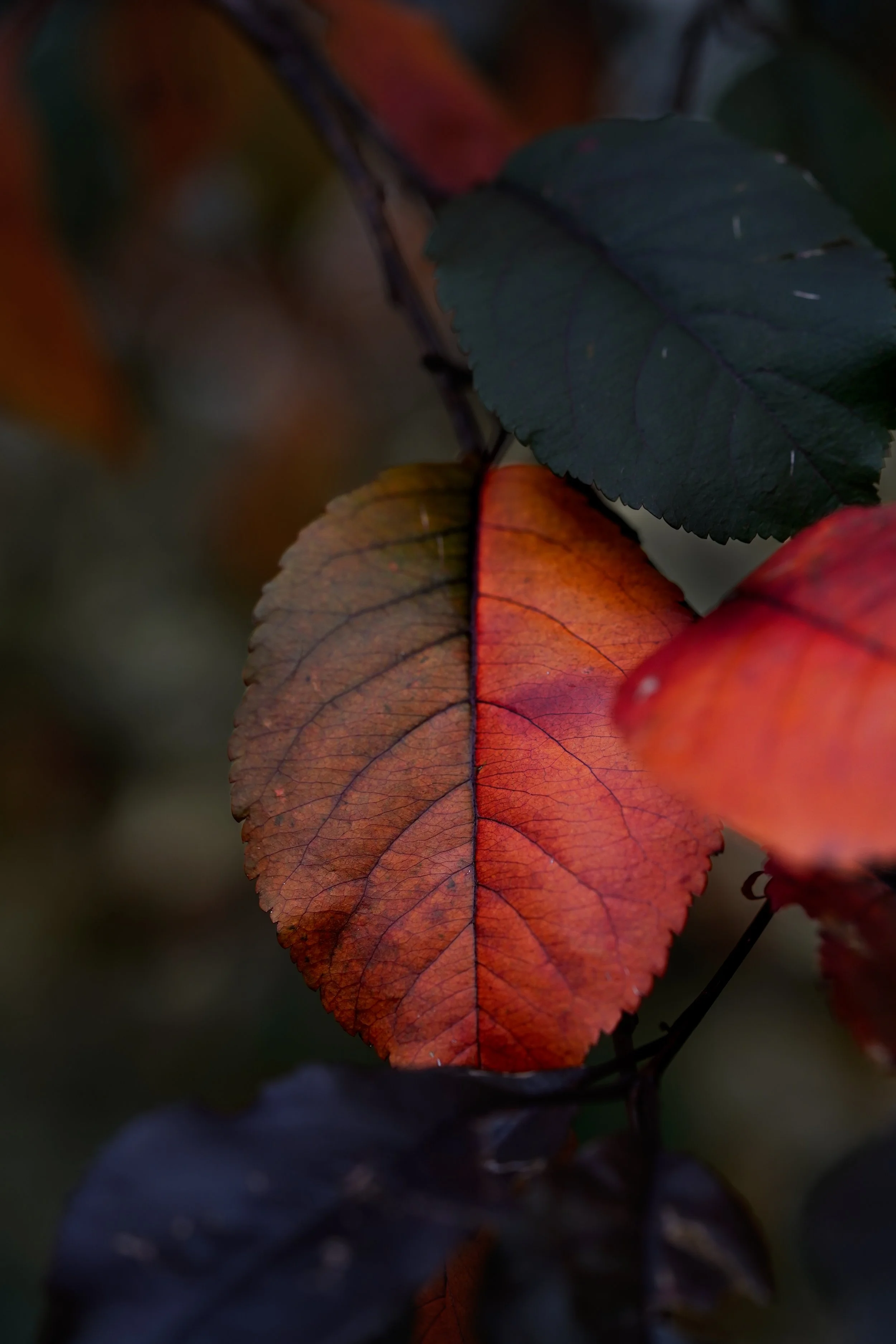 ORG__DSC4920.JPG