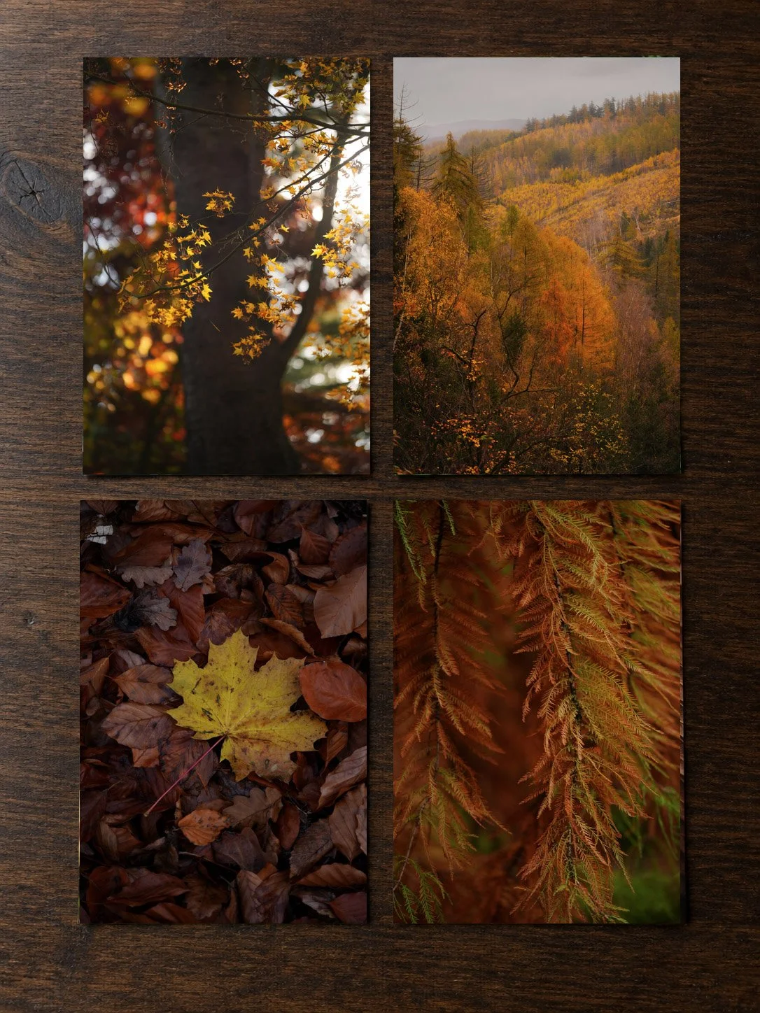 autum sammelbild ungerahmt.jpg