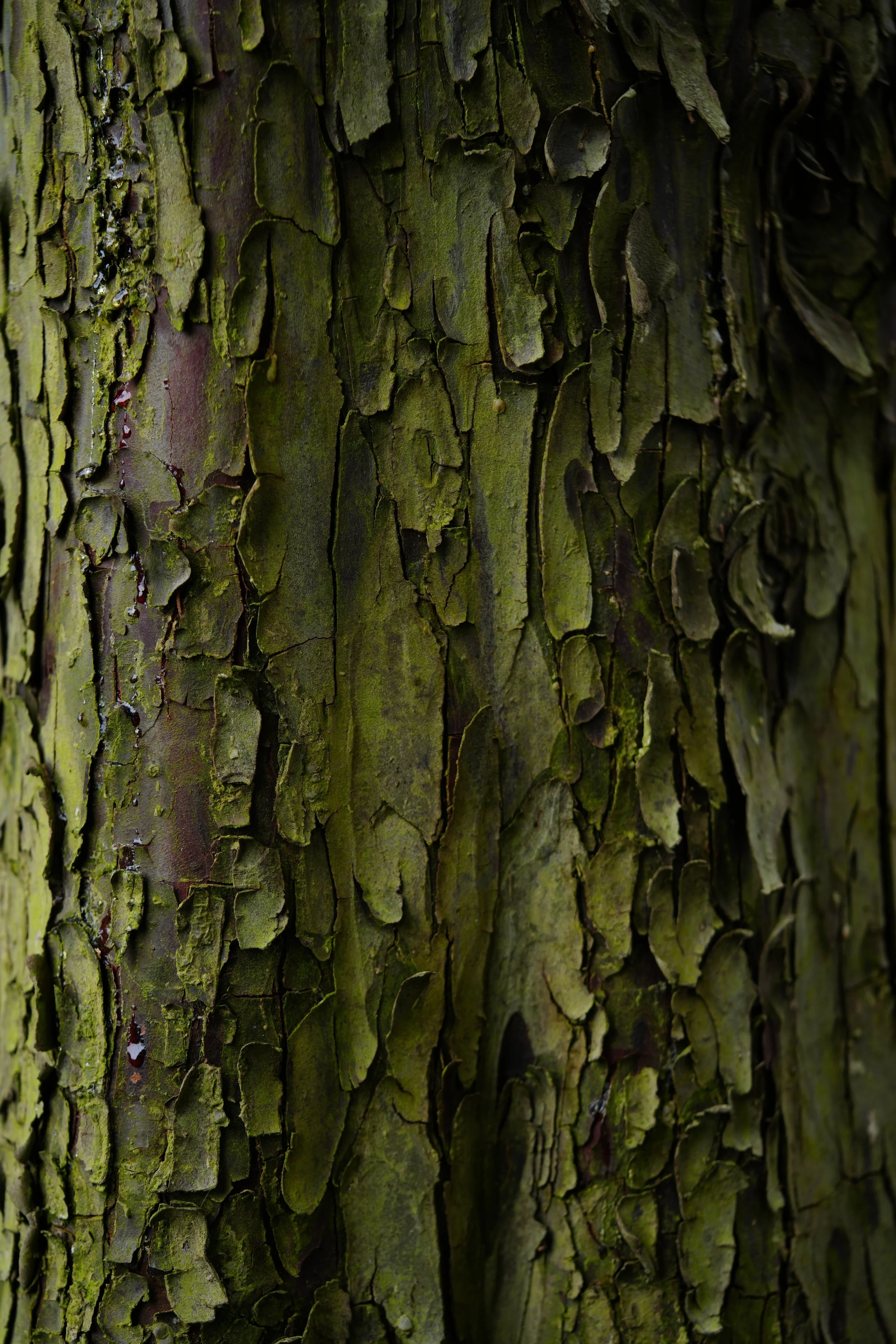 bark cypress komprimiert.JPG