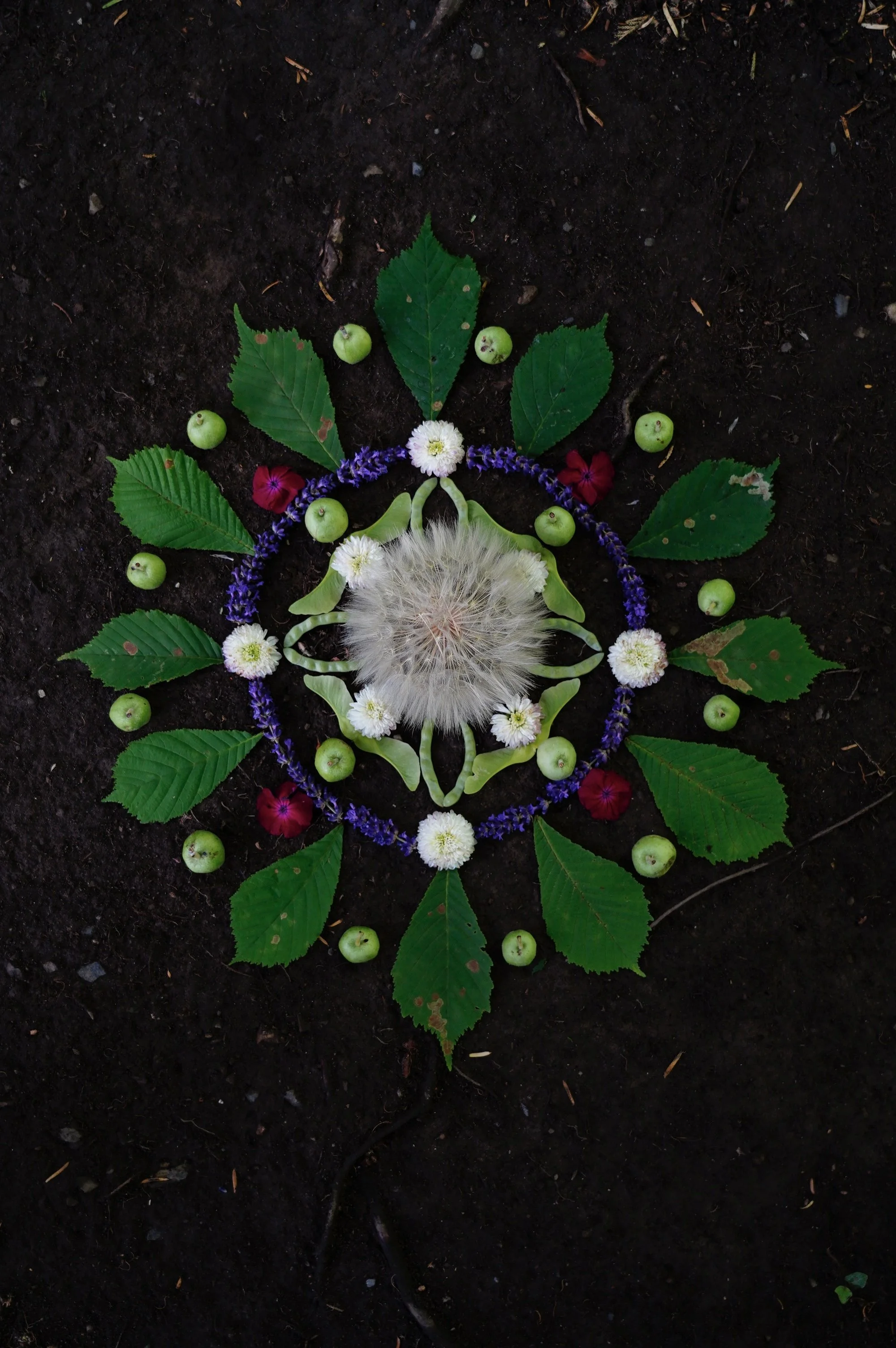 A symmetrical arrangement of green leaves, white flowers, purple flowers, and small green apples on dark soil, resembling a mandala design.