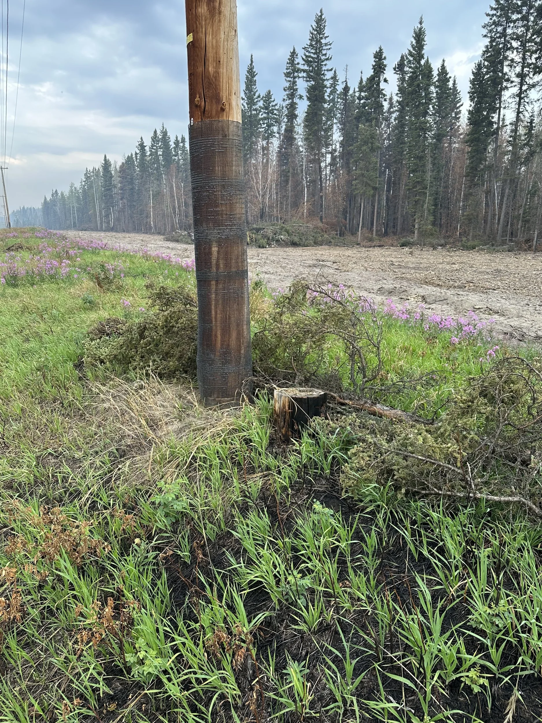 A pole still standing after the fire passed through Fort Simpson