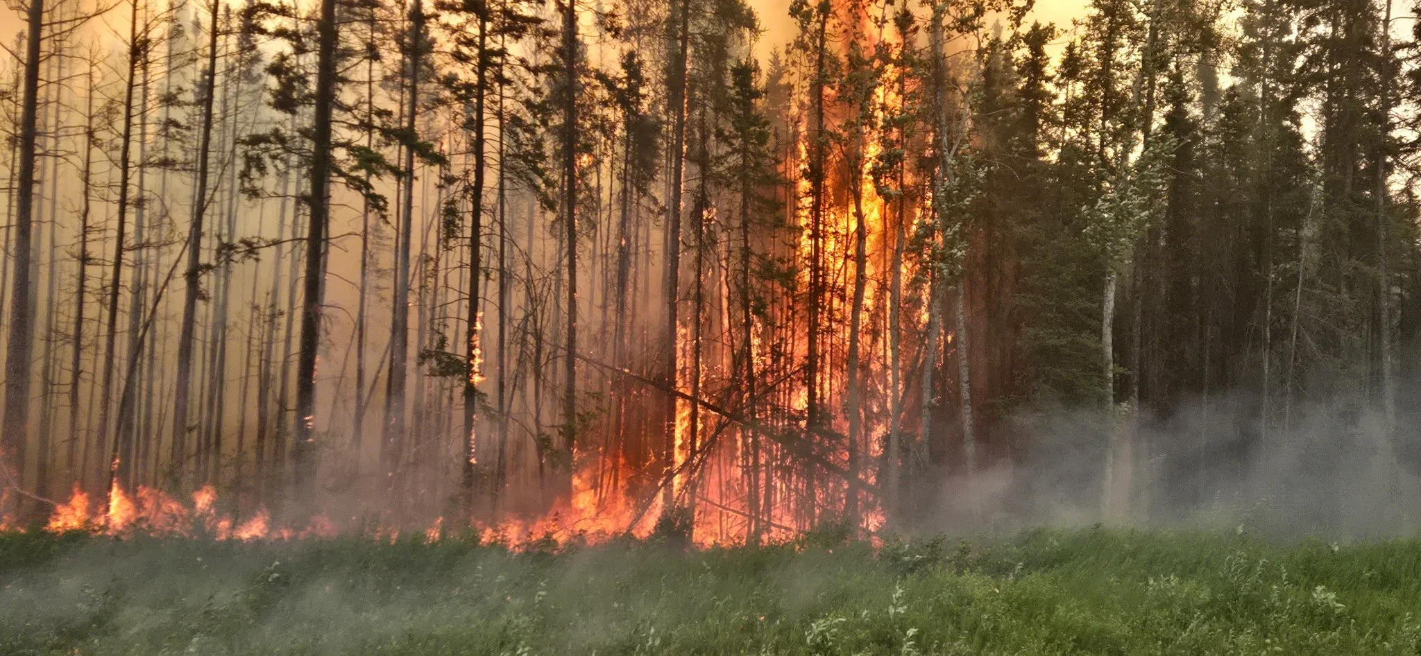 Wildfire burning through a stand of spruce near Fort Simpson, summer 2026