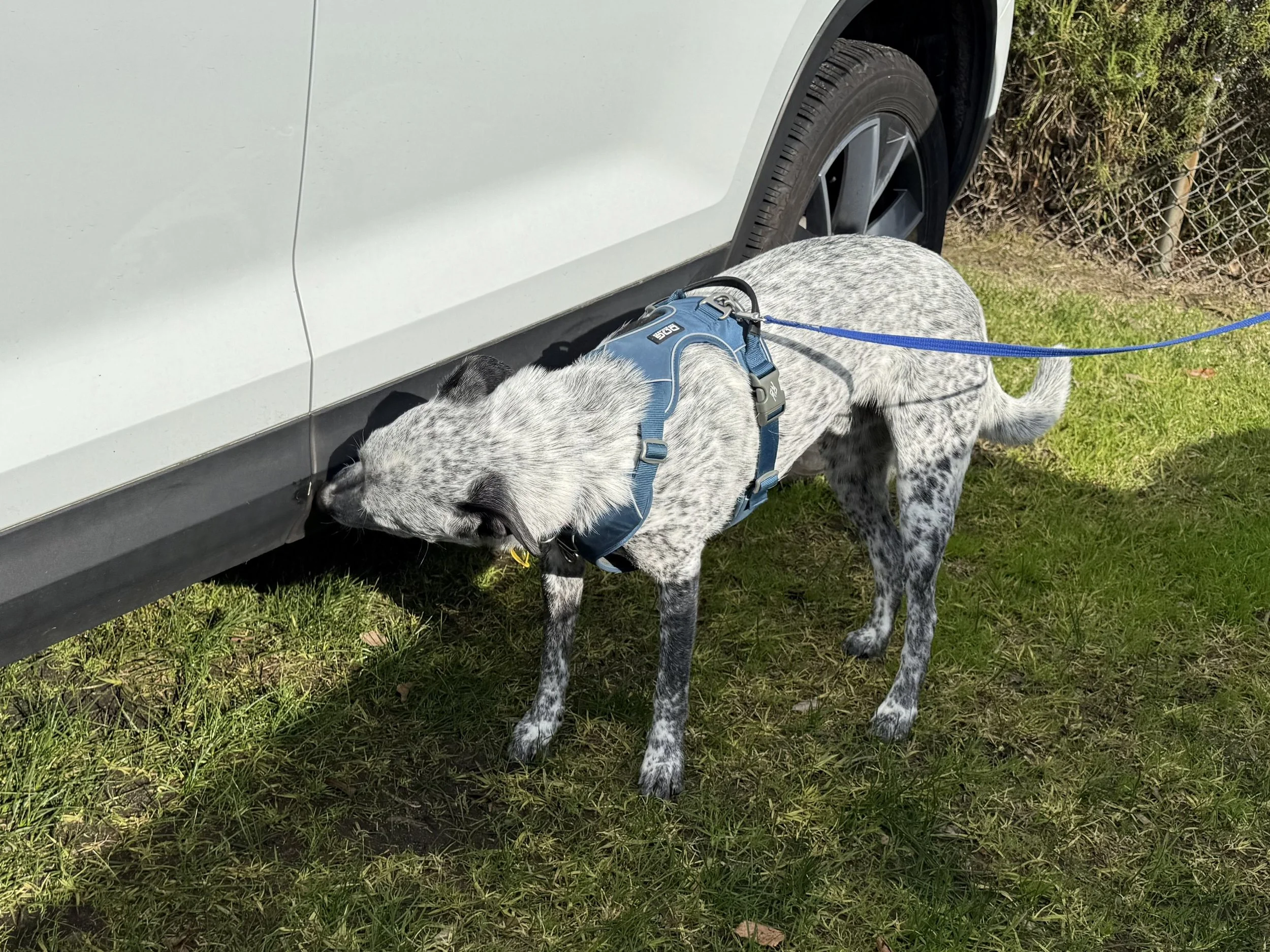 Scentwork Advanced/Trial Class