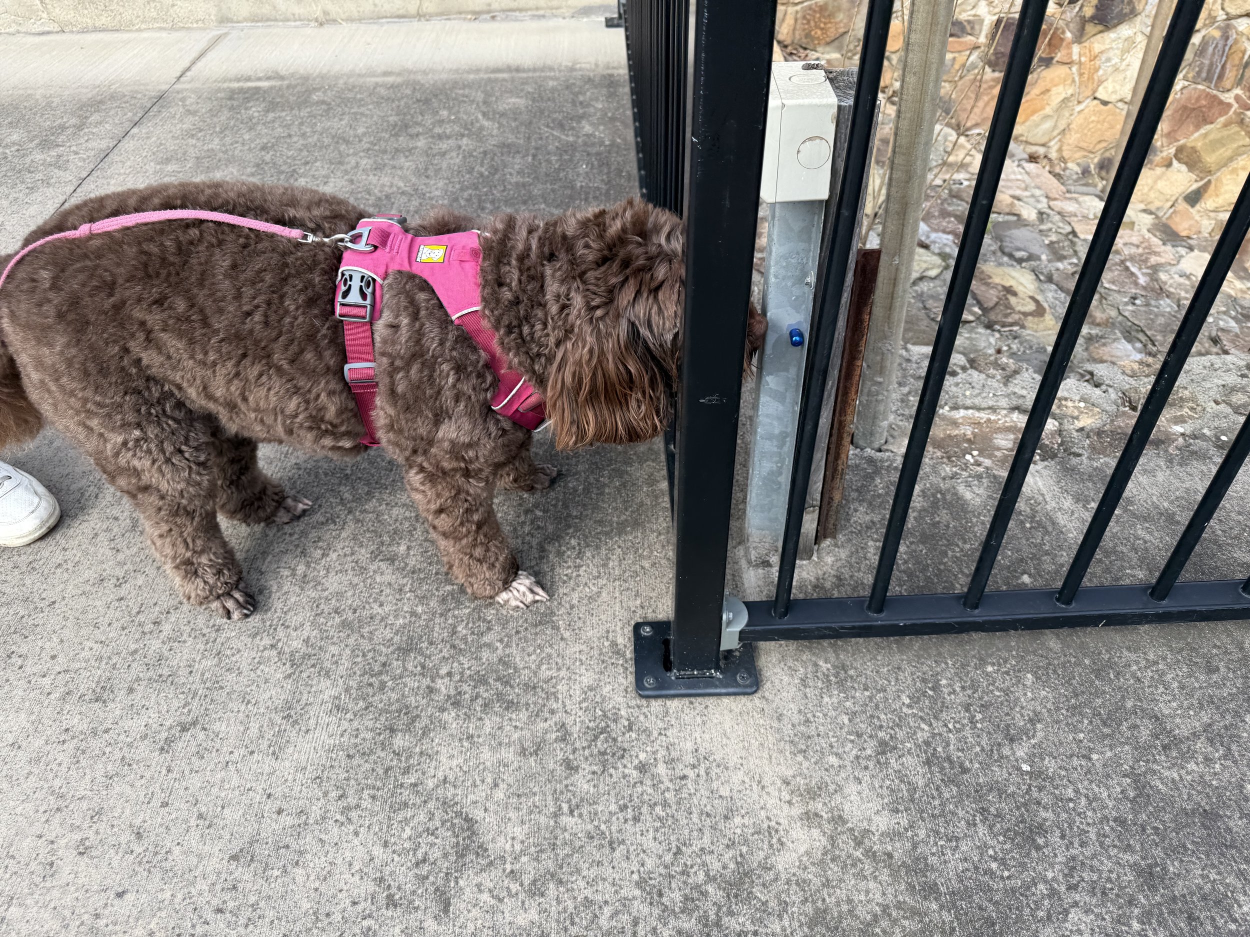 Scentwork Advanced/Trial Class - Weekend class