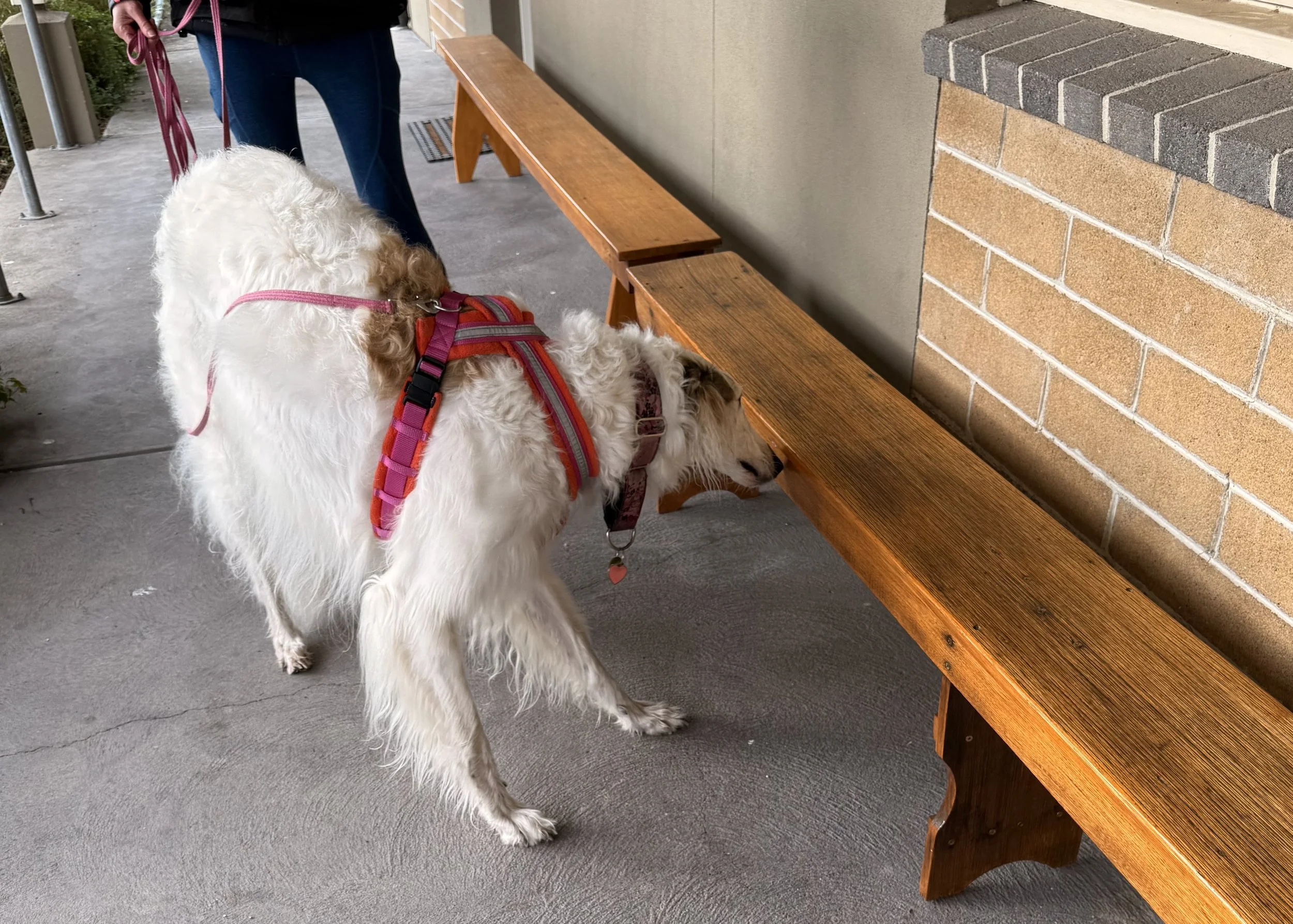 Scentwork Advanced/Trial Class - Sunday class 