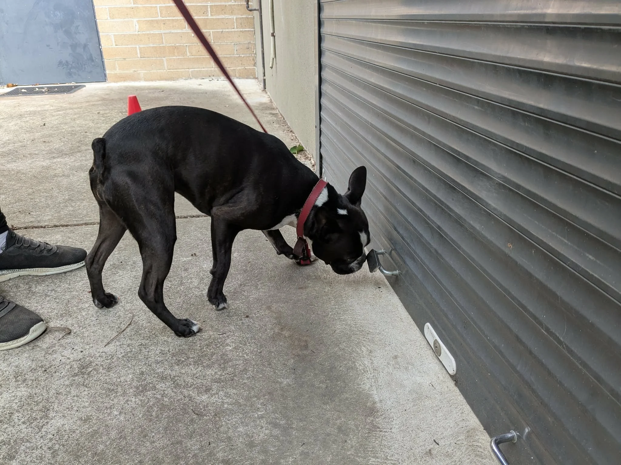 Scentwork Intermediate - Tuesday class