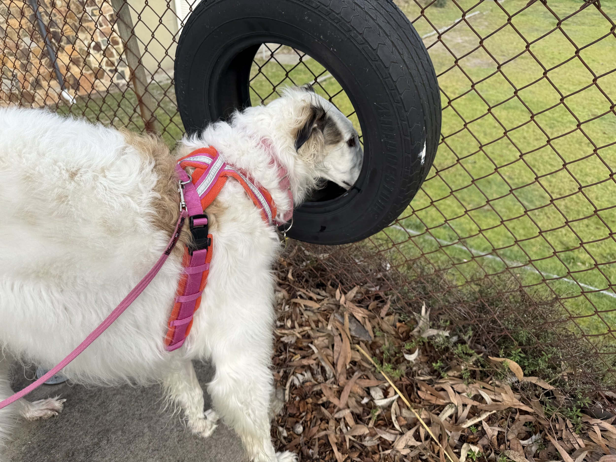 Scentwork Beginner Class