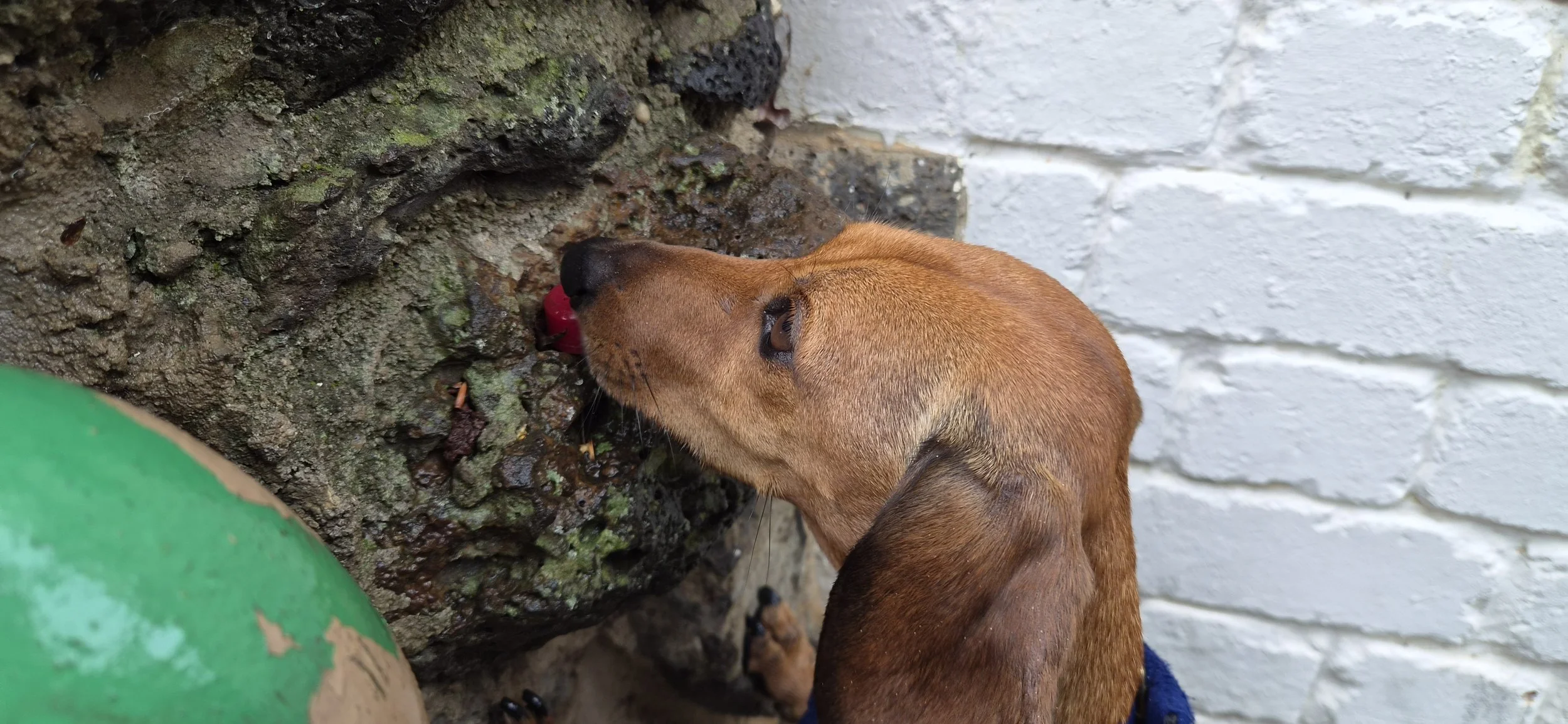 Scentwork Advanced/Trial Class - Saturday 