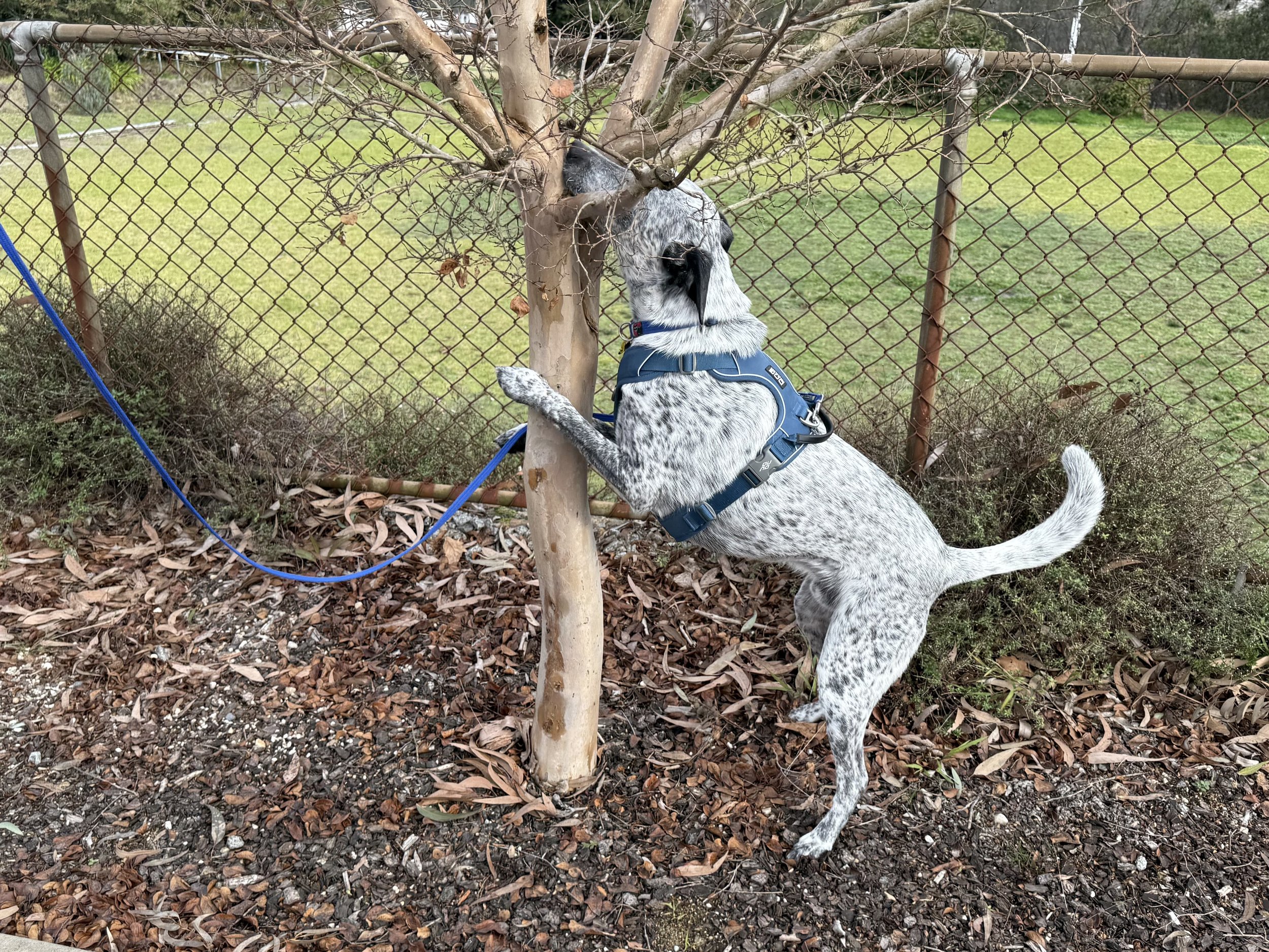 Scentwork Advanced/Trial Class - Sunday