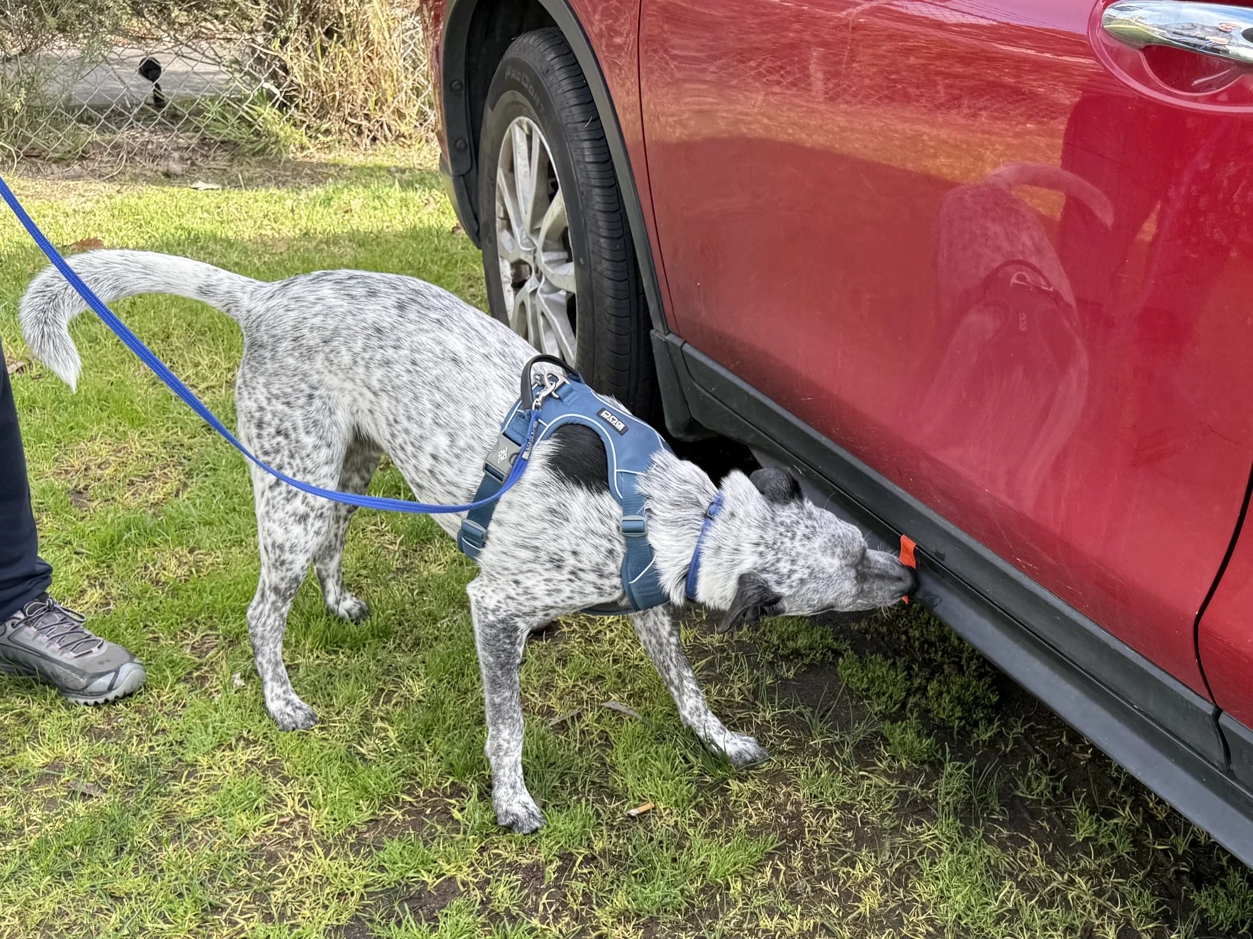Scentwork Advanced/Trial Class - Saturday