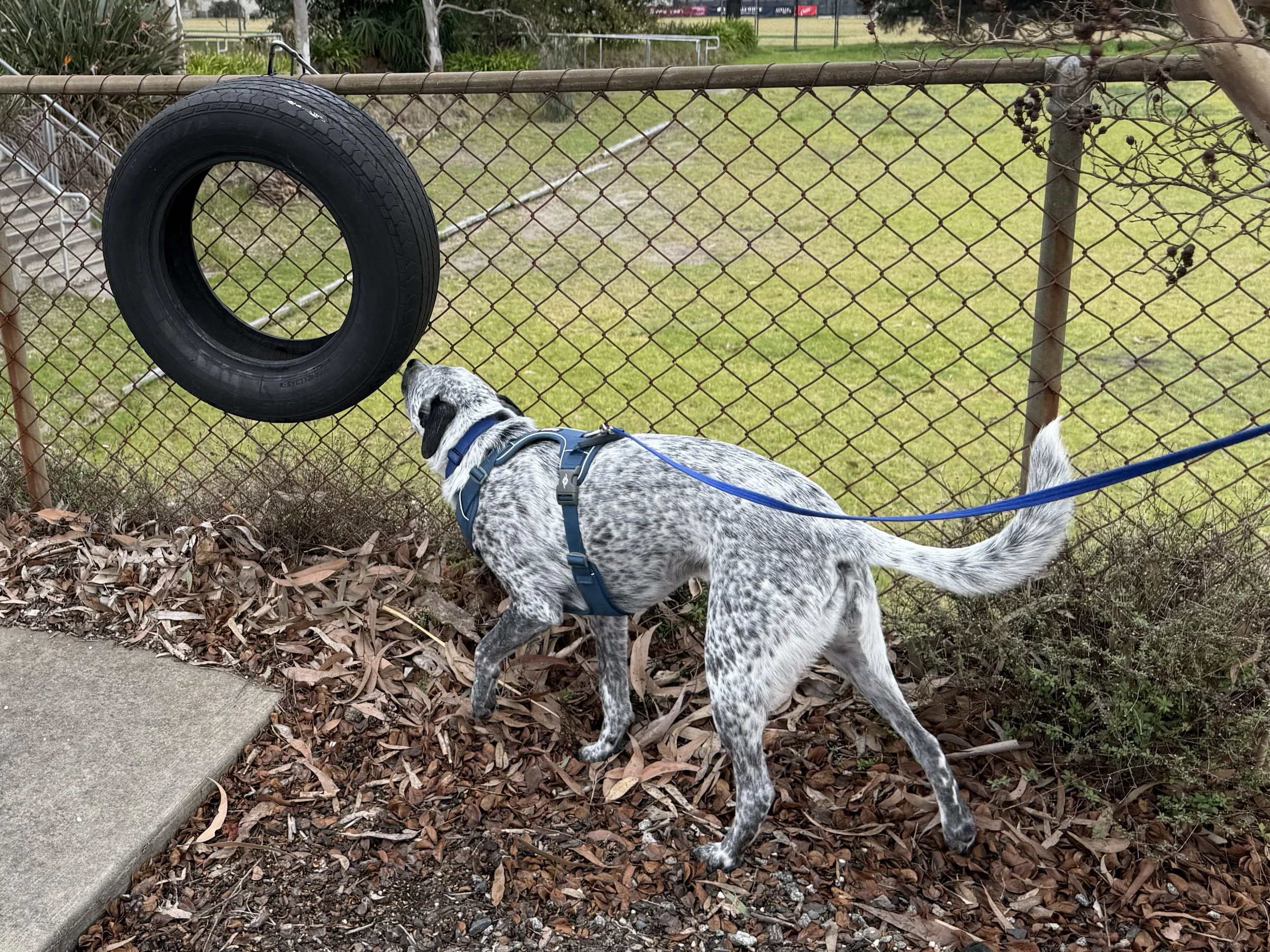 Scentwork Advanced/Trial Class - Sunday