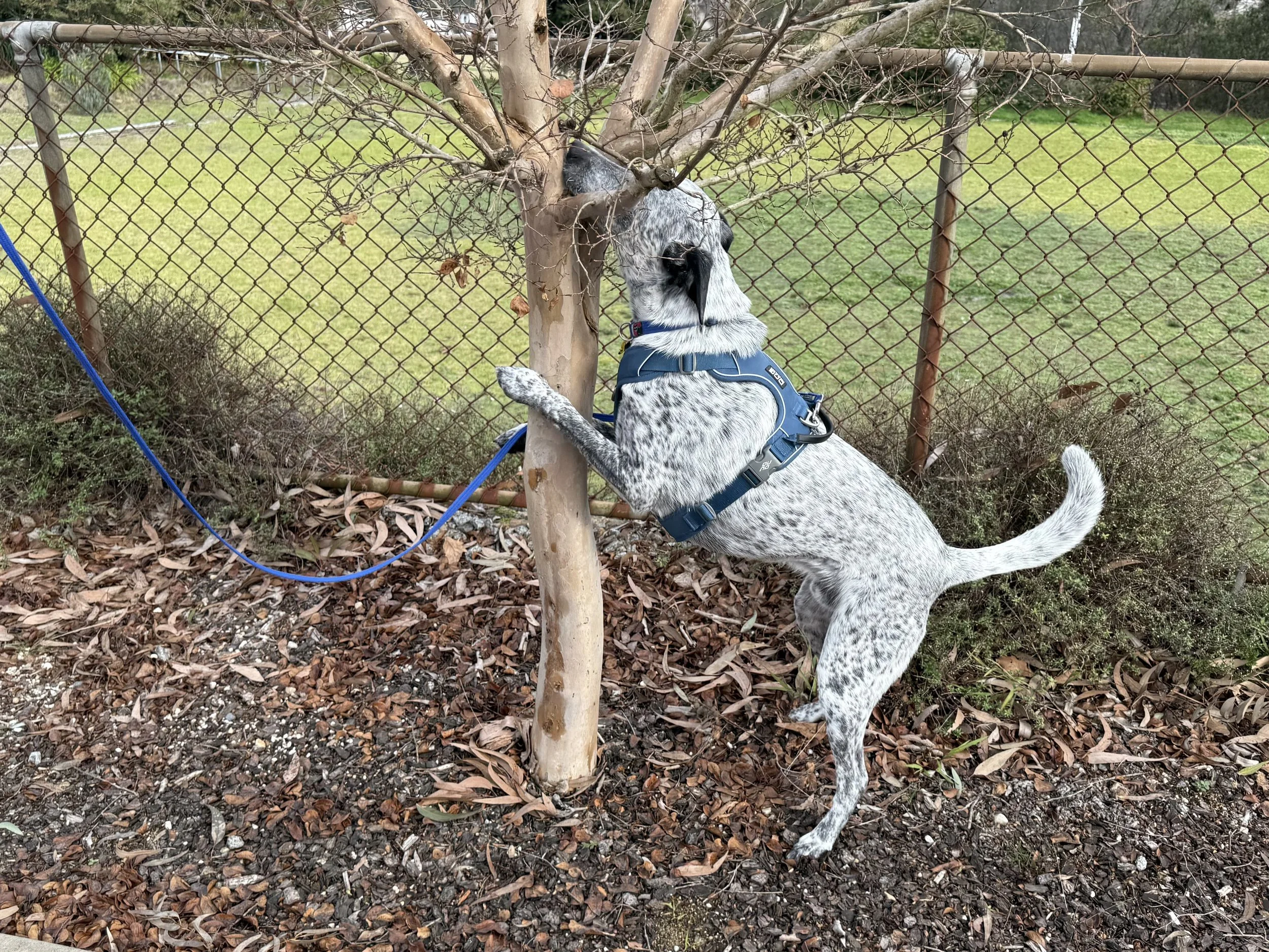 Scentwork Advanced/Trial Class - Saturday 